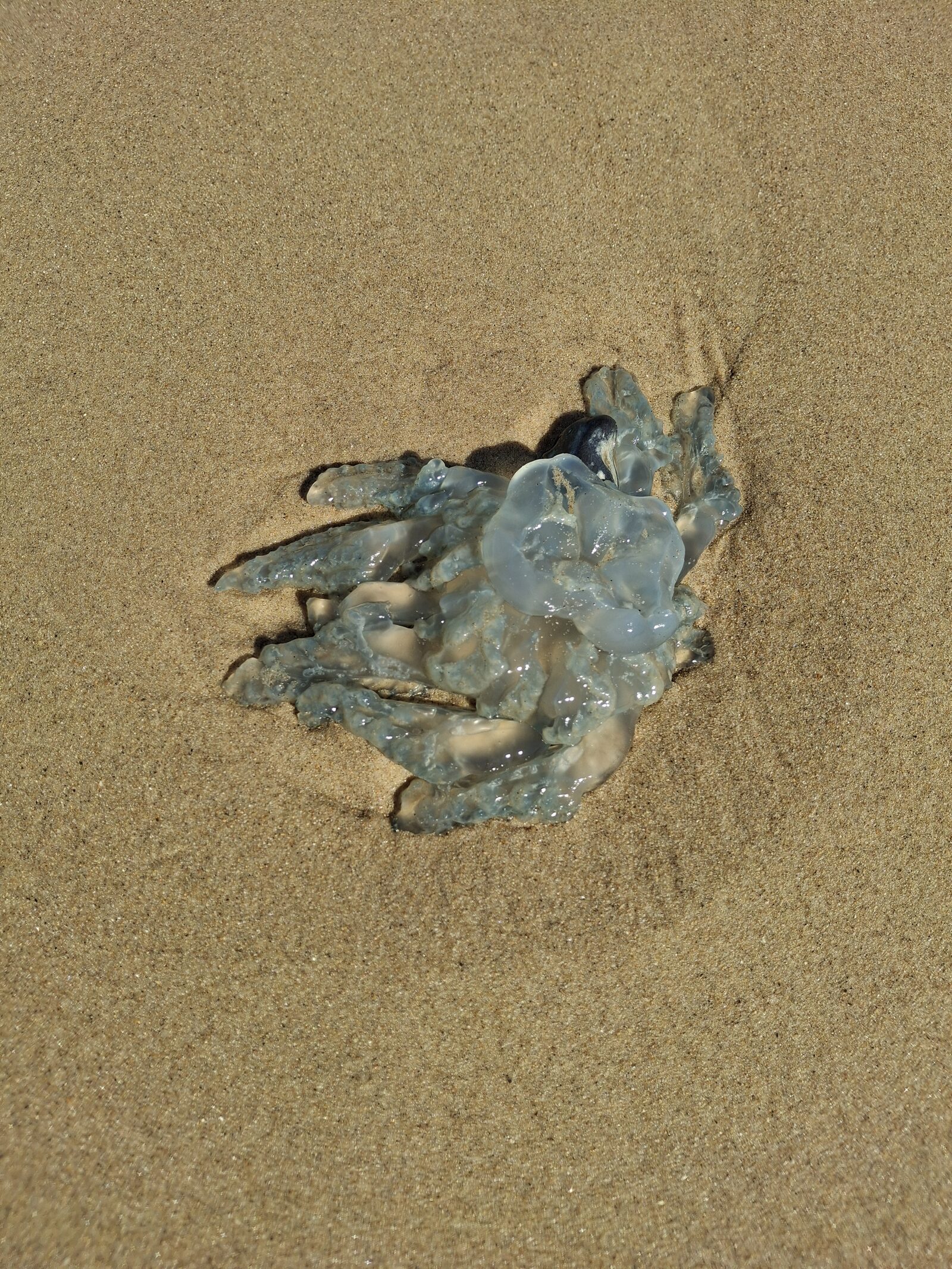 Rhizostoma octopus