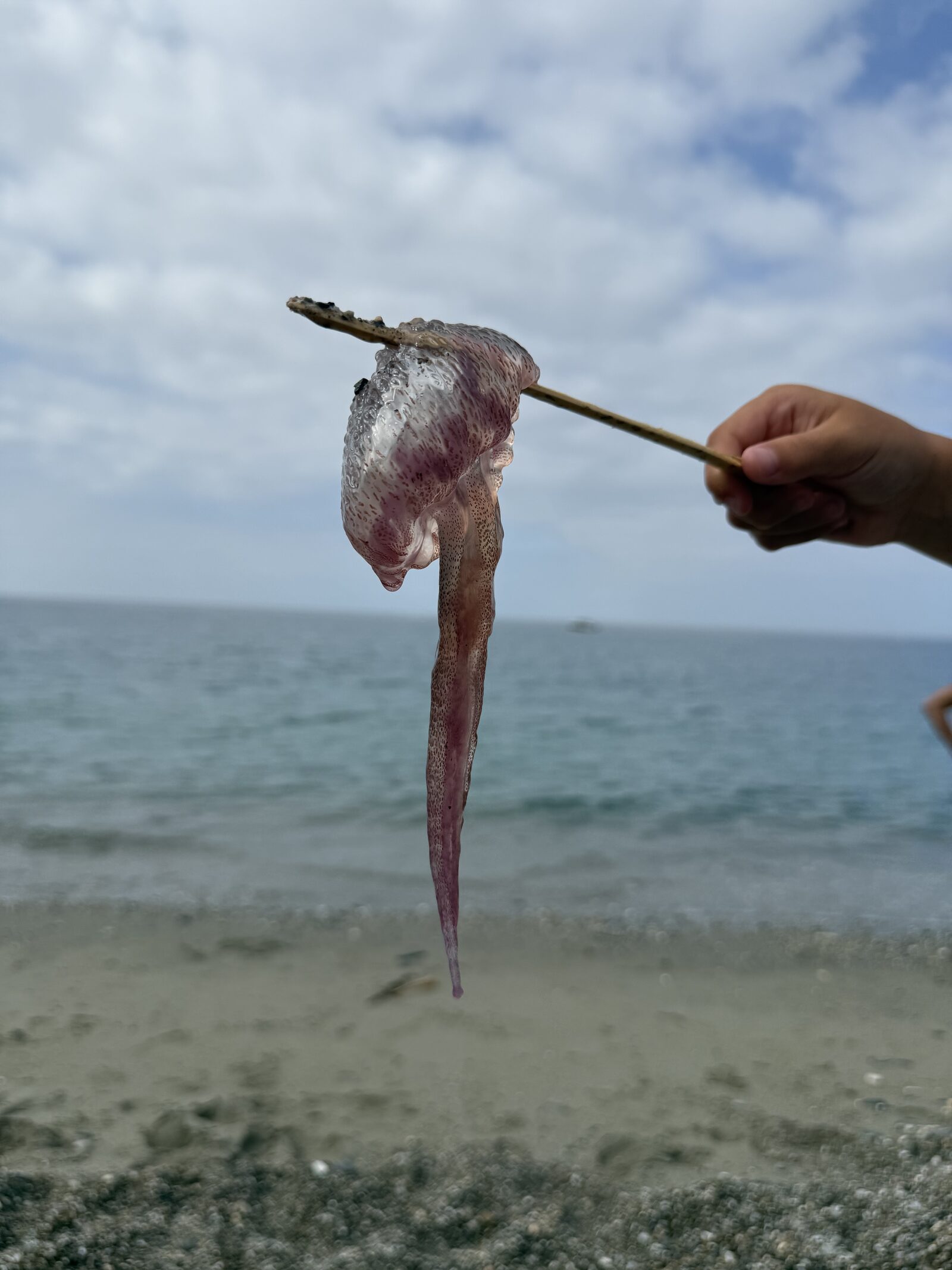 Pelagia Noctiluca