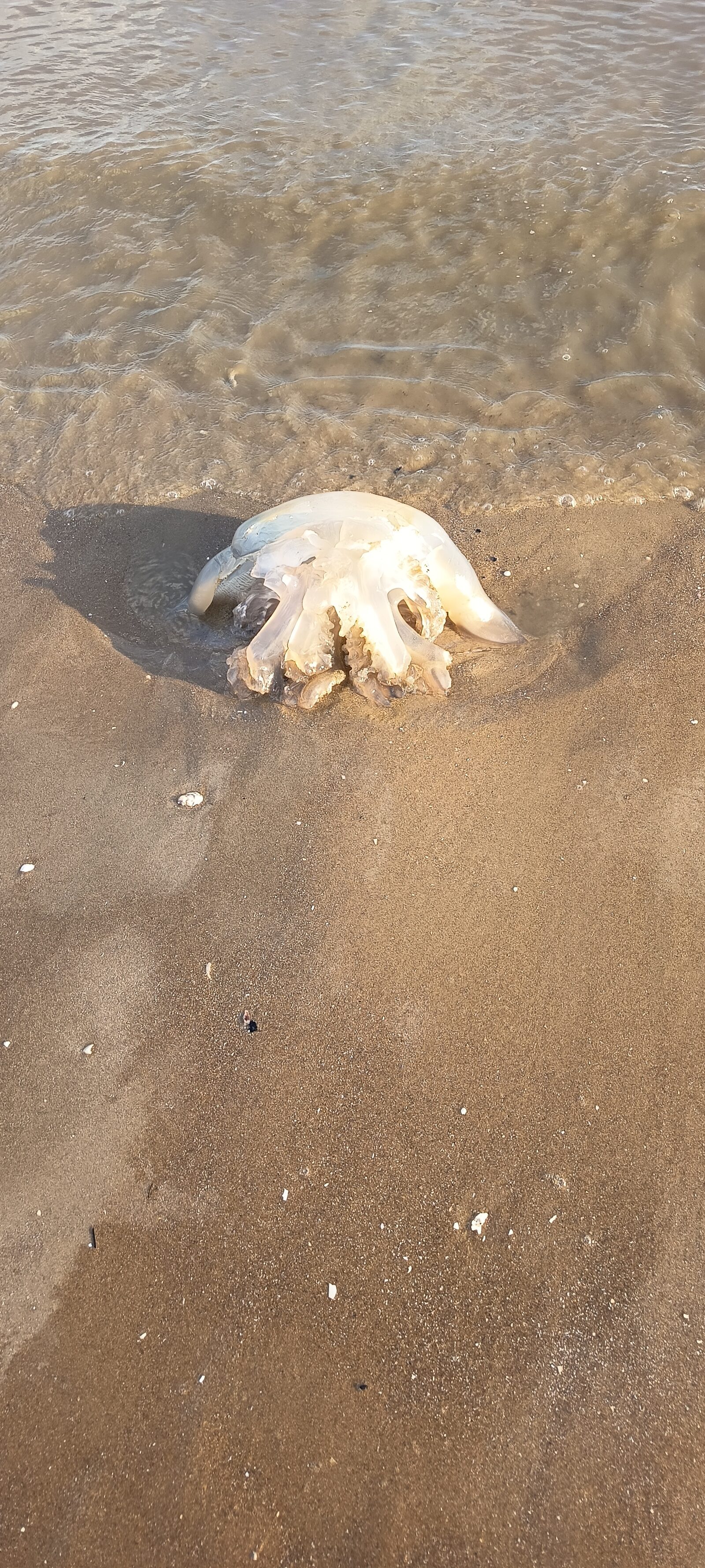 Rhizostoma octopus