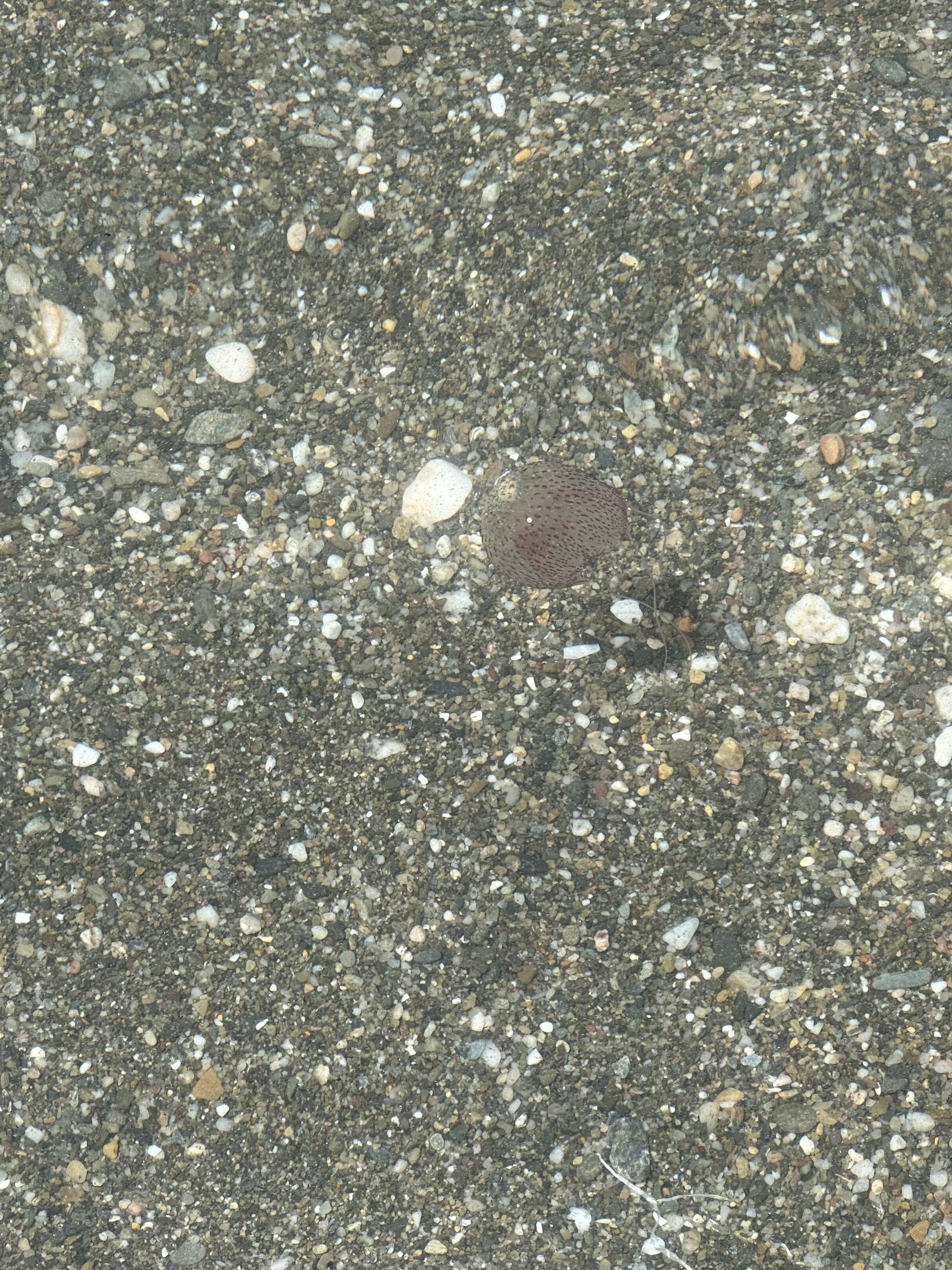 Pelagia Noctiluca