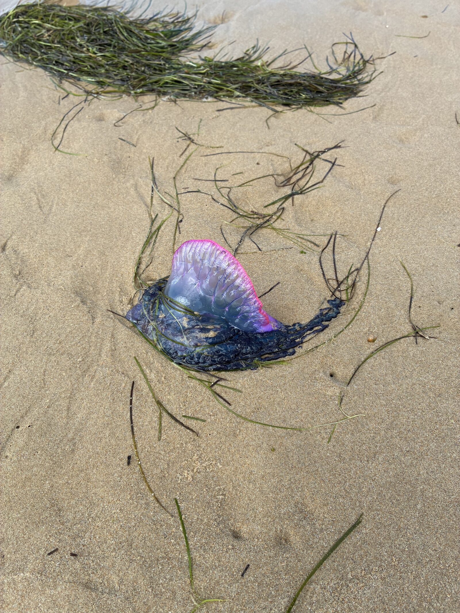 Physalia physalis