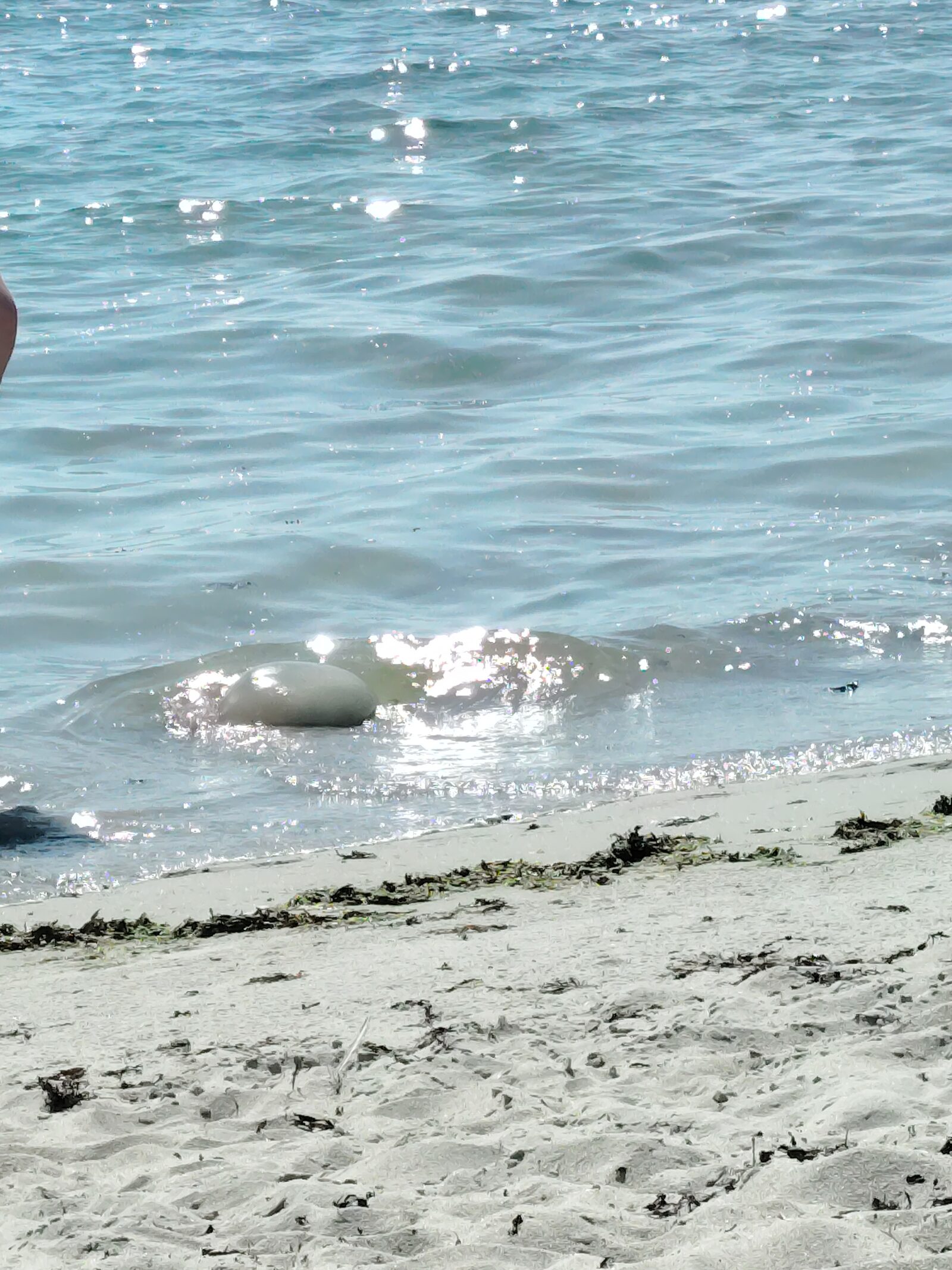 Rhizostoma octopus