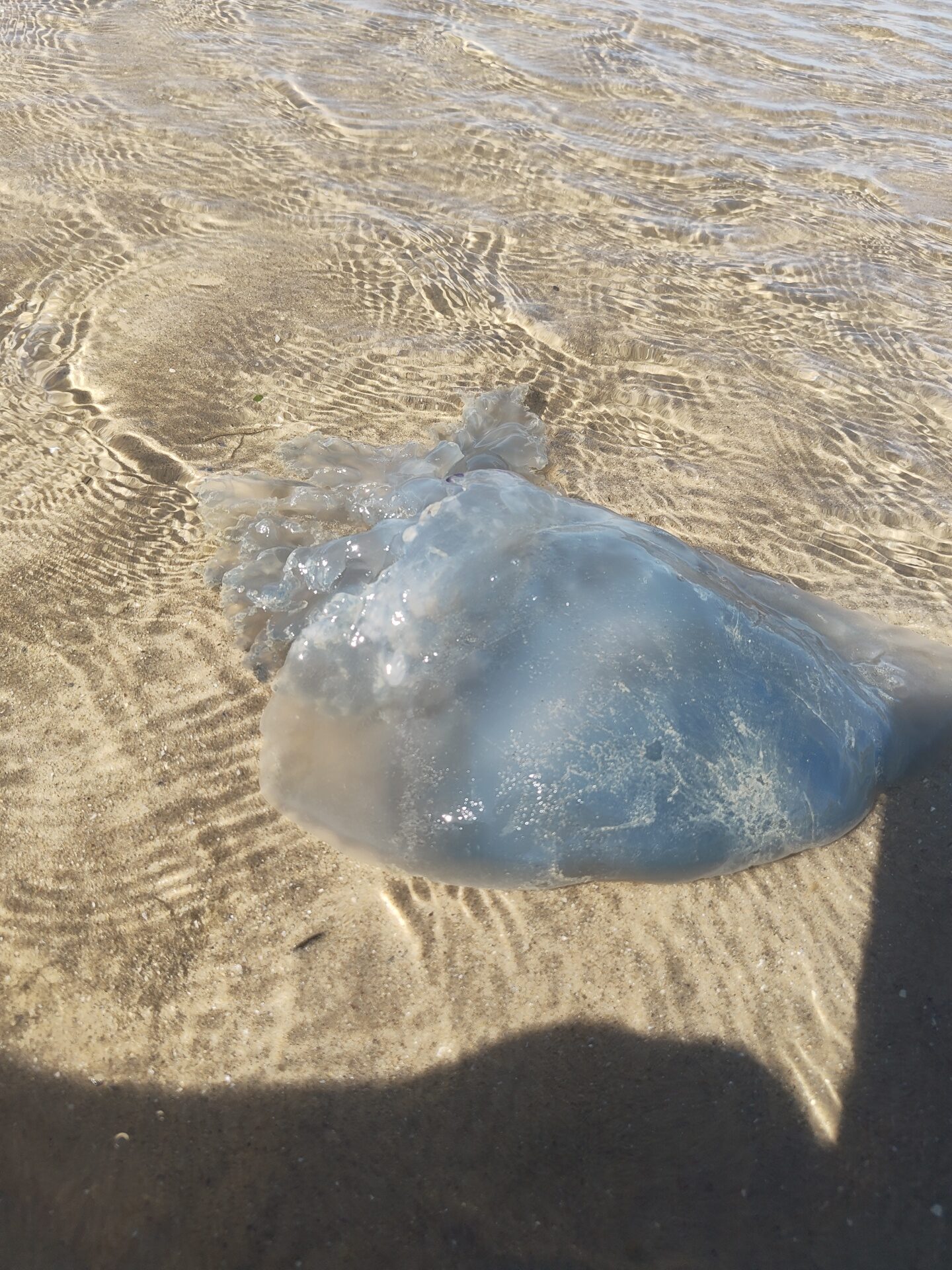 Rhizostoma octopus