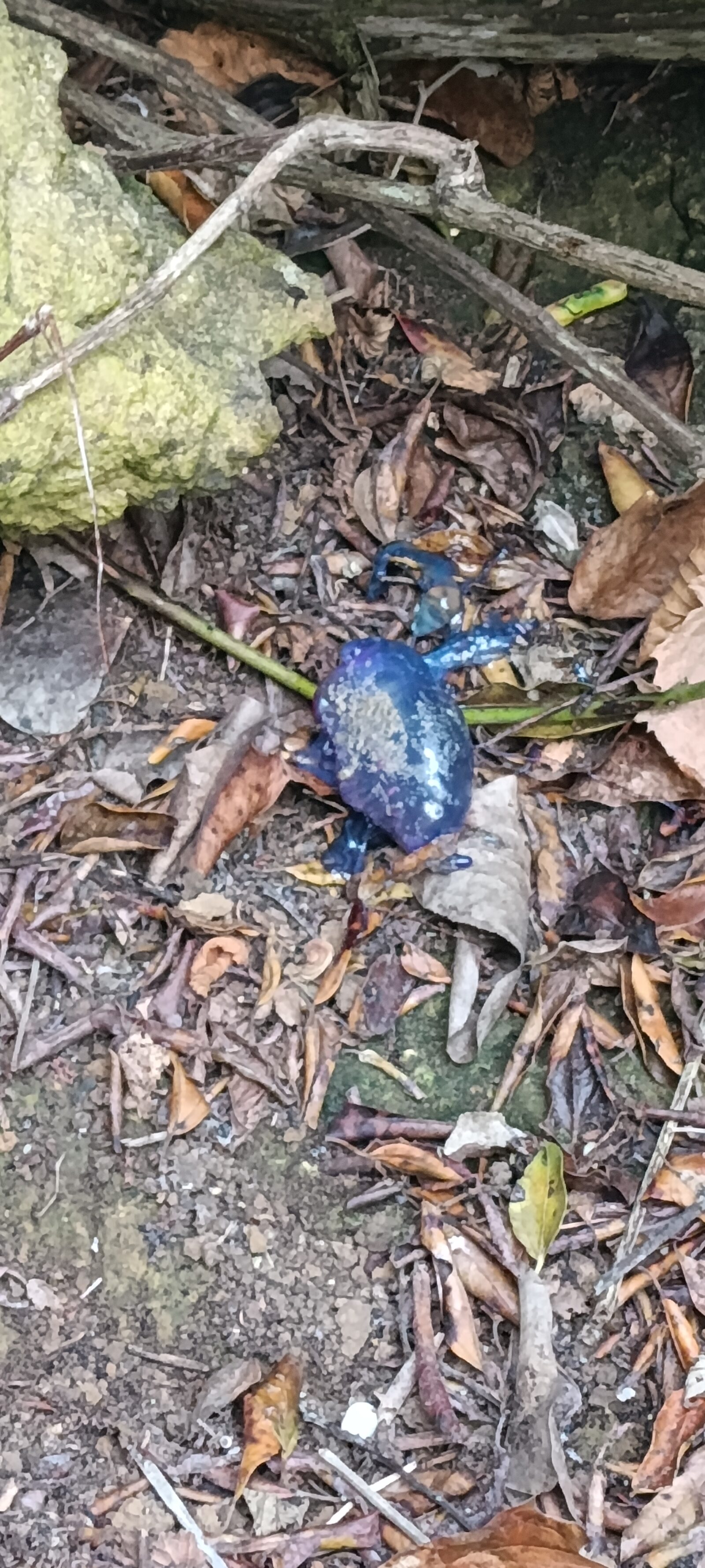 Physalia physalis