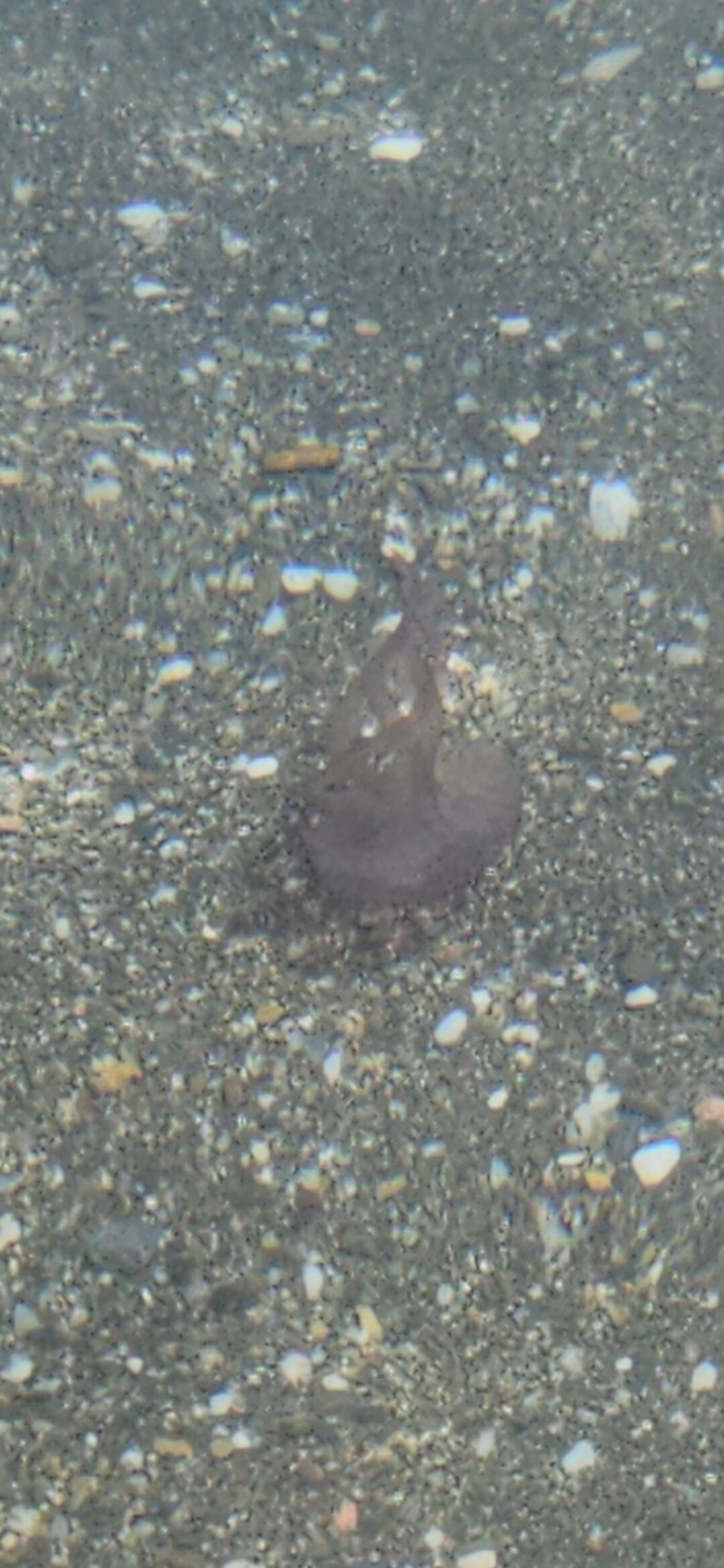 Pelagia Noctiluca