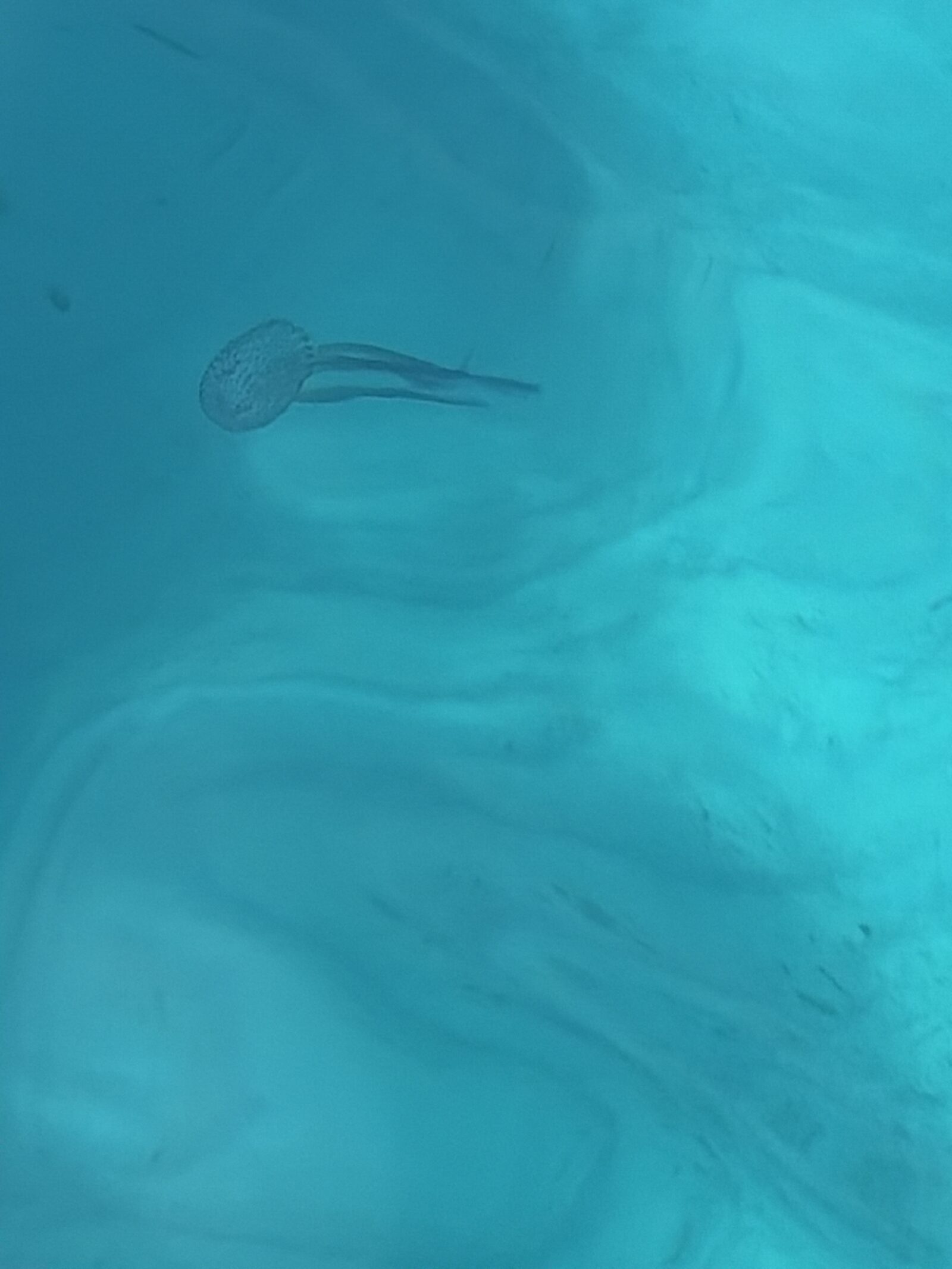 Pelagia Noctiluca