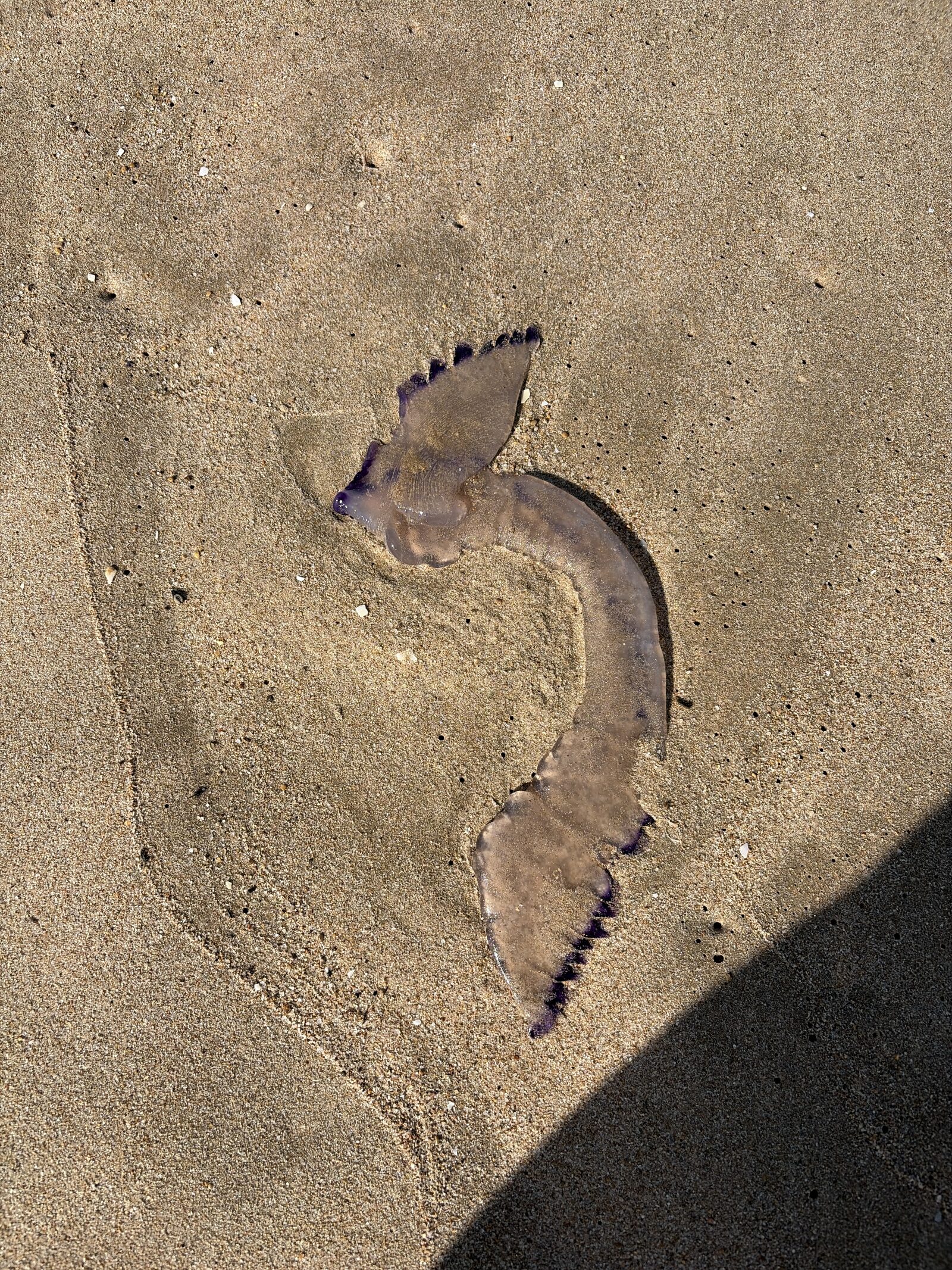 Rhizostoma octopus