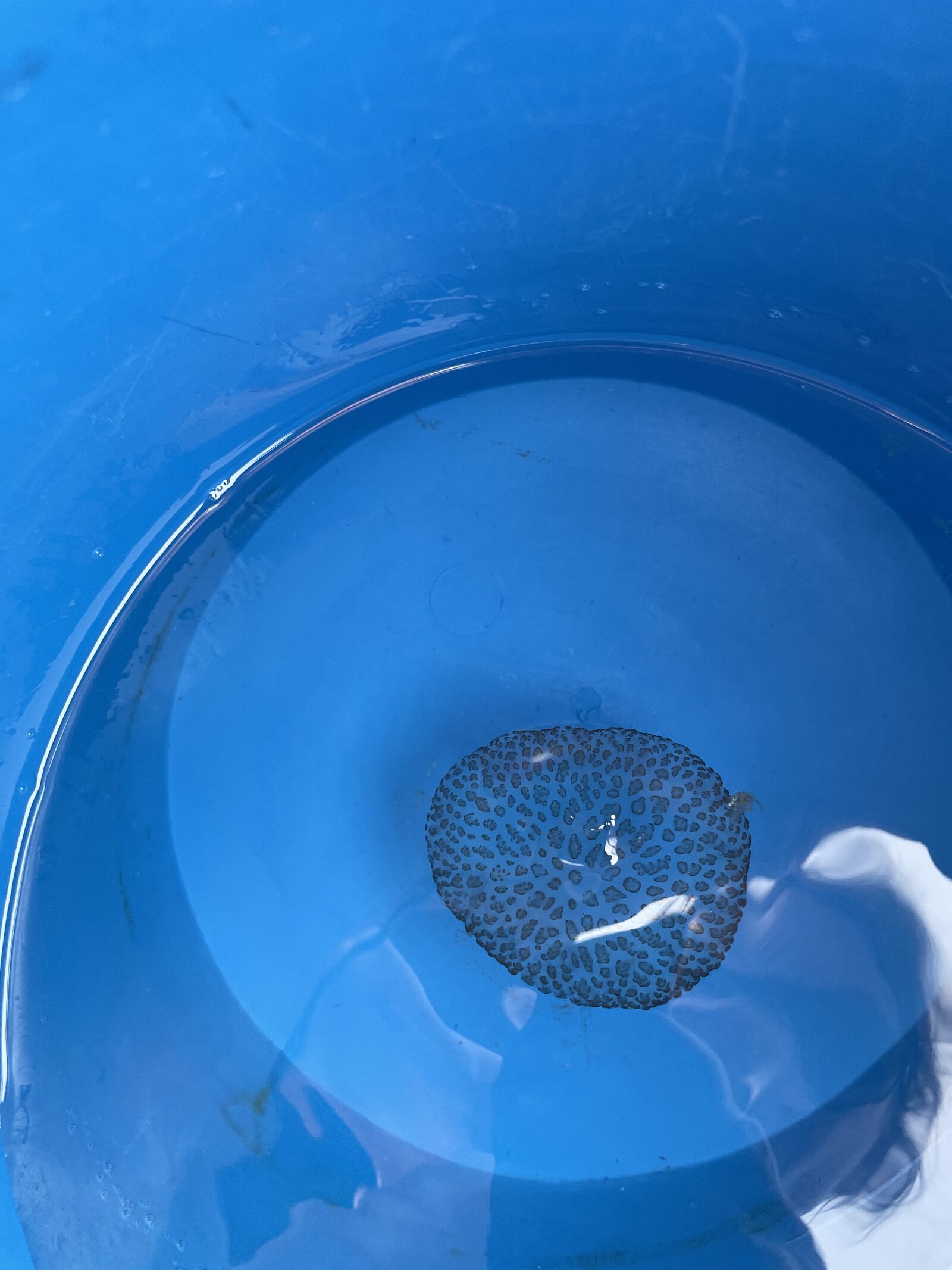 Pelagia Noctiluca