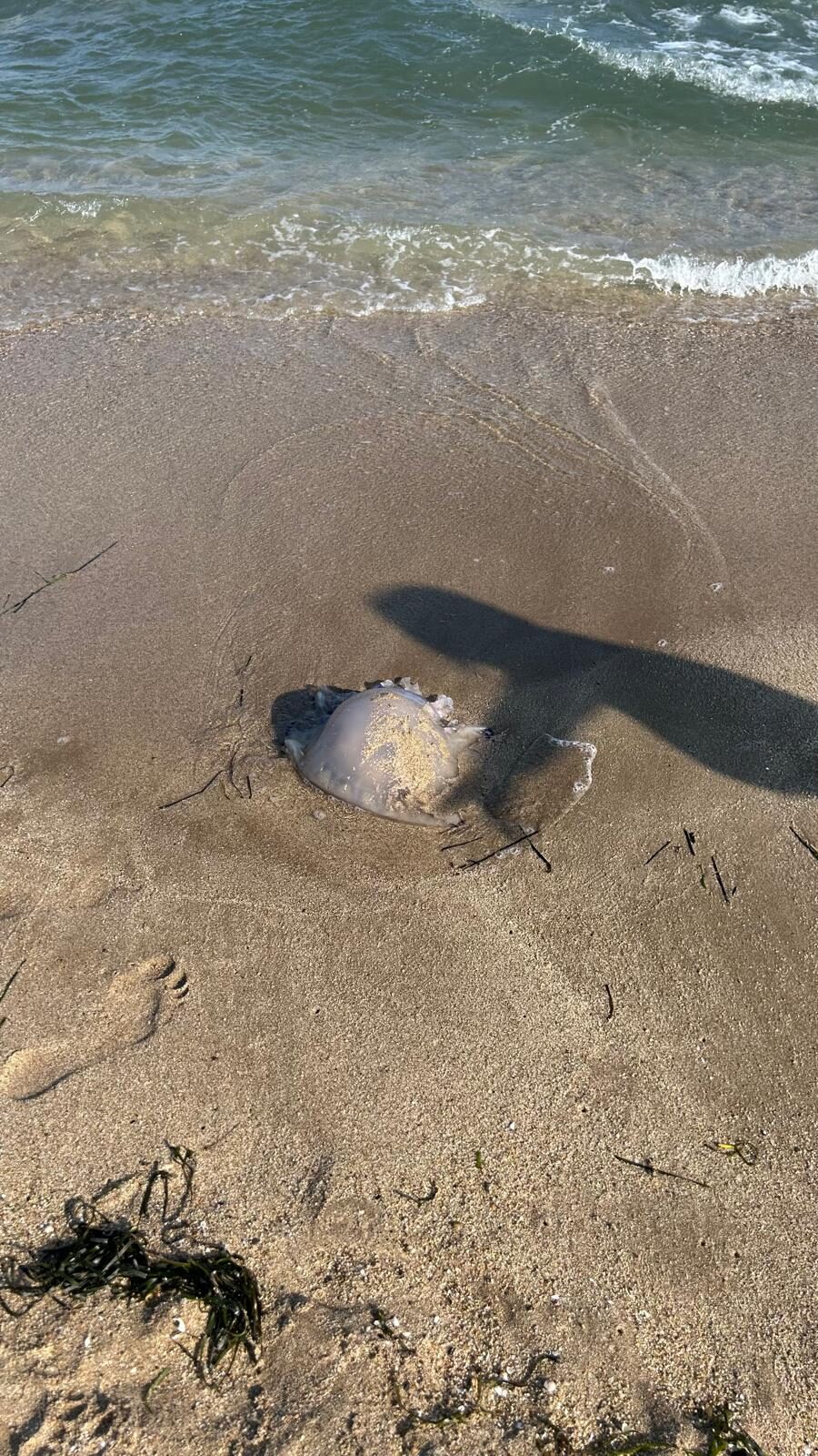 Rhizostoma octopus