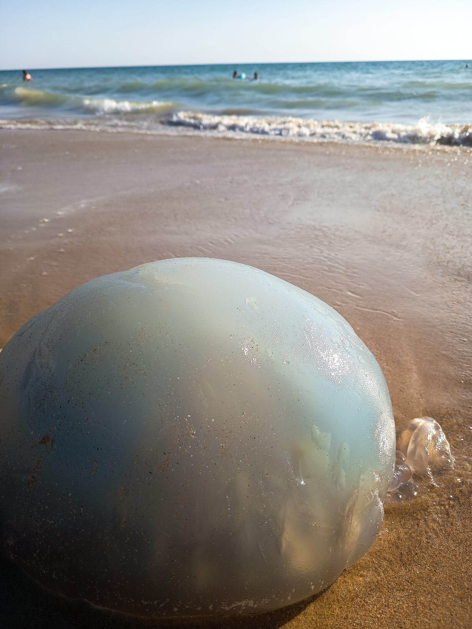 Rhizostoma octopus
