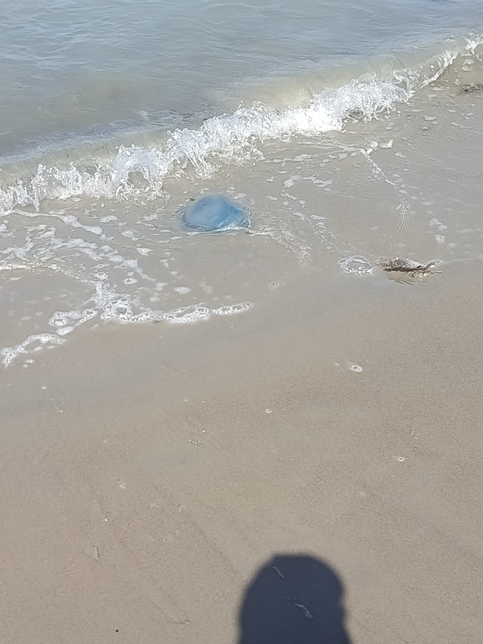 Rhizostoma octopus