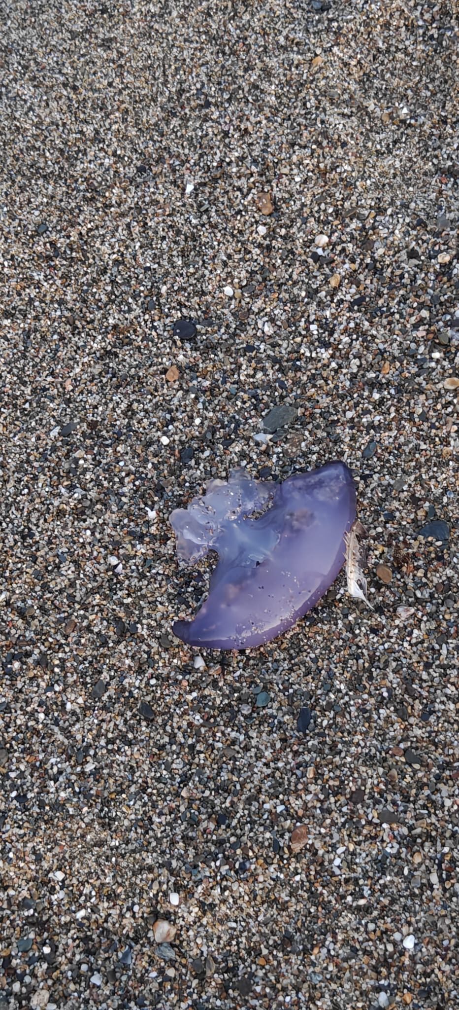 Rhizostoma octopus