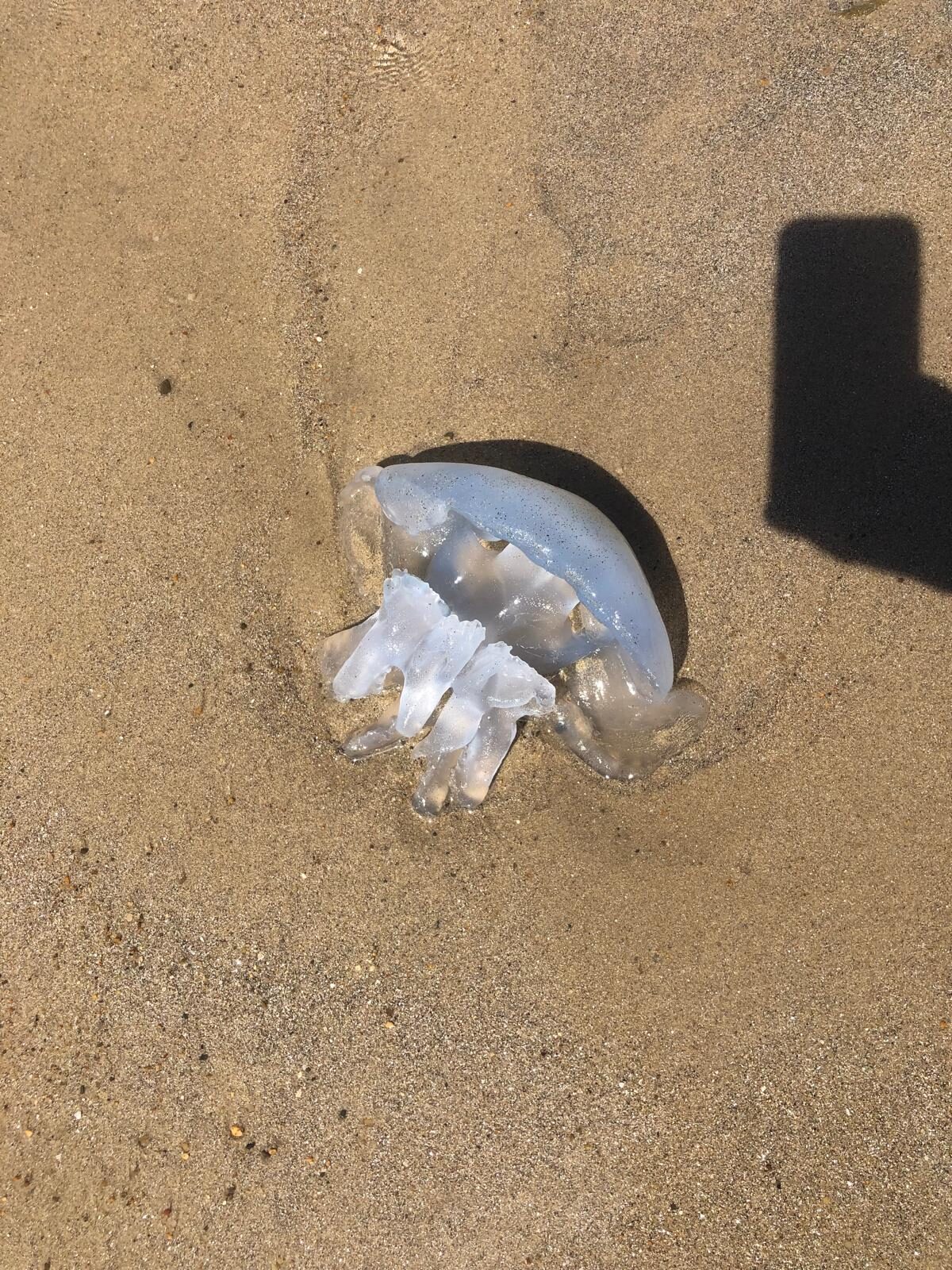 Rhizostoma octopus