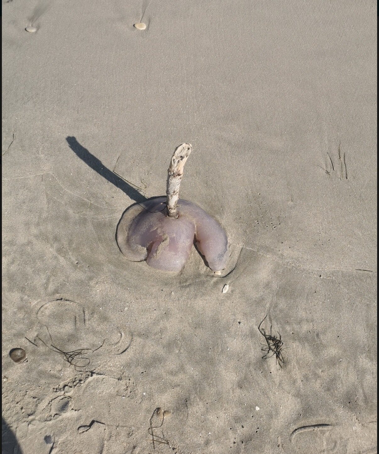 Rhizostoma octopus