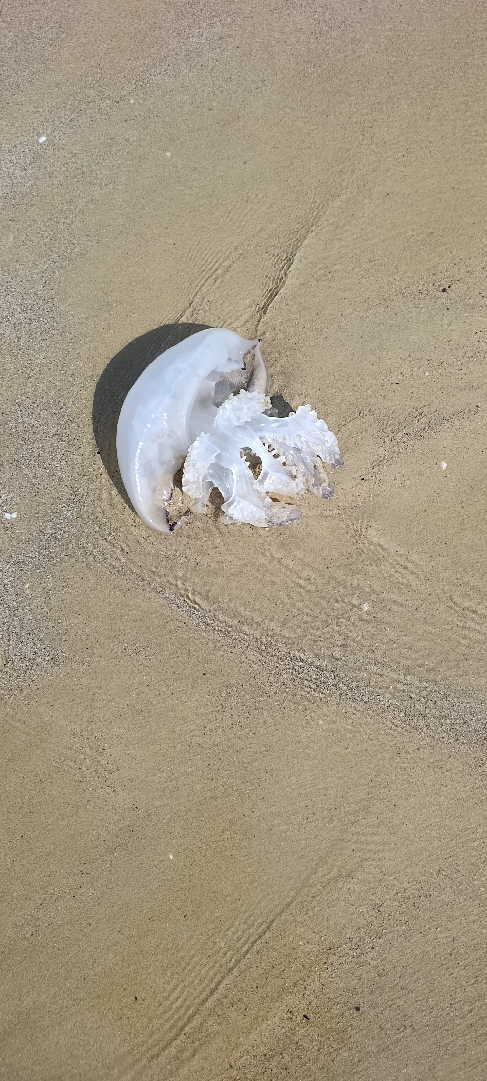 Rhizostoma octopus