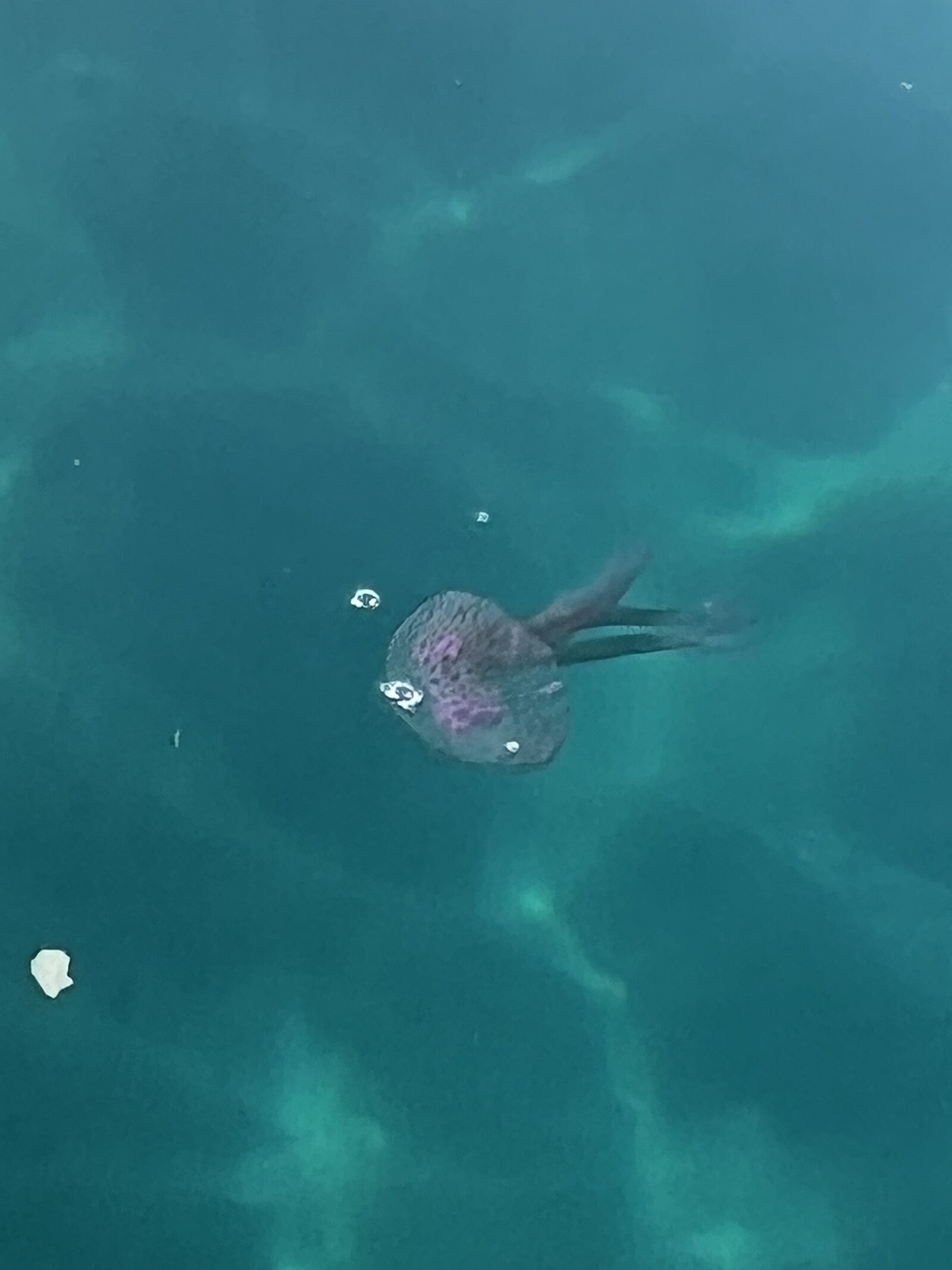 Pelagia Noctiluca