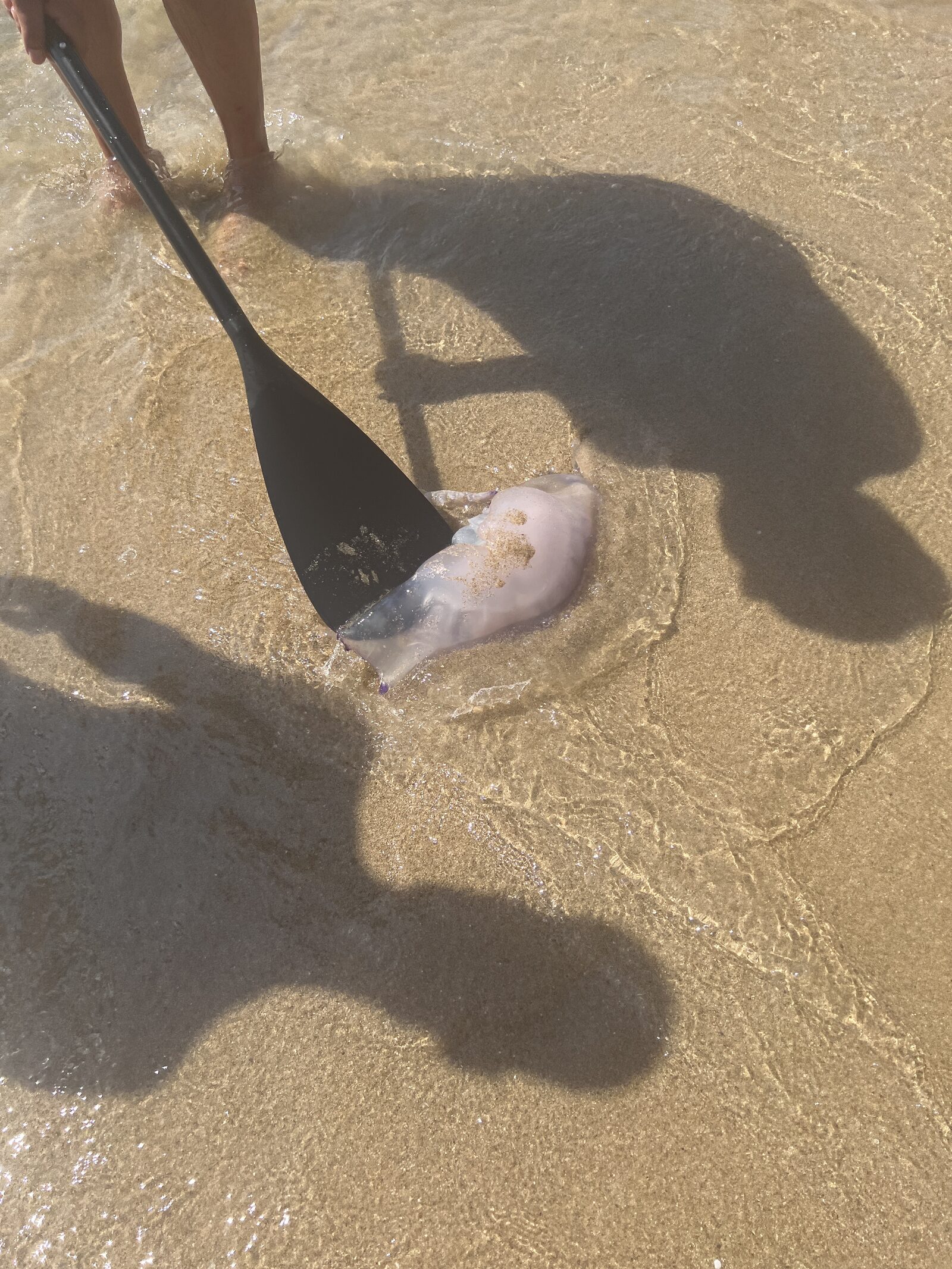 Rhizostoma octopus