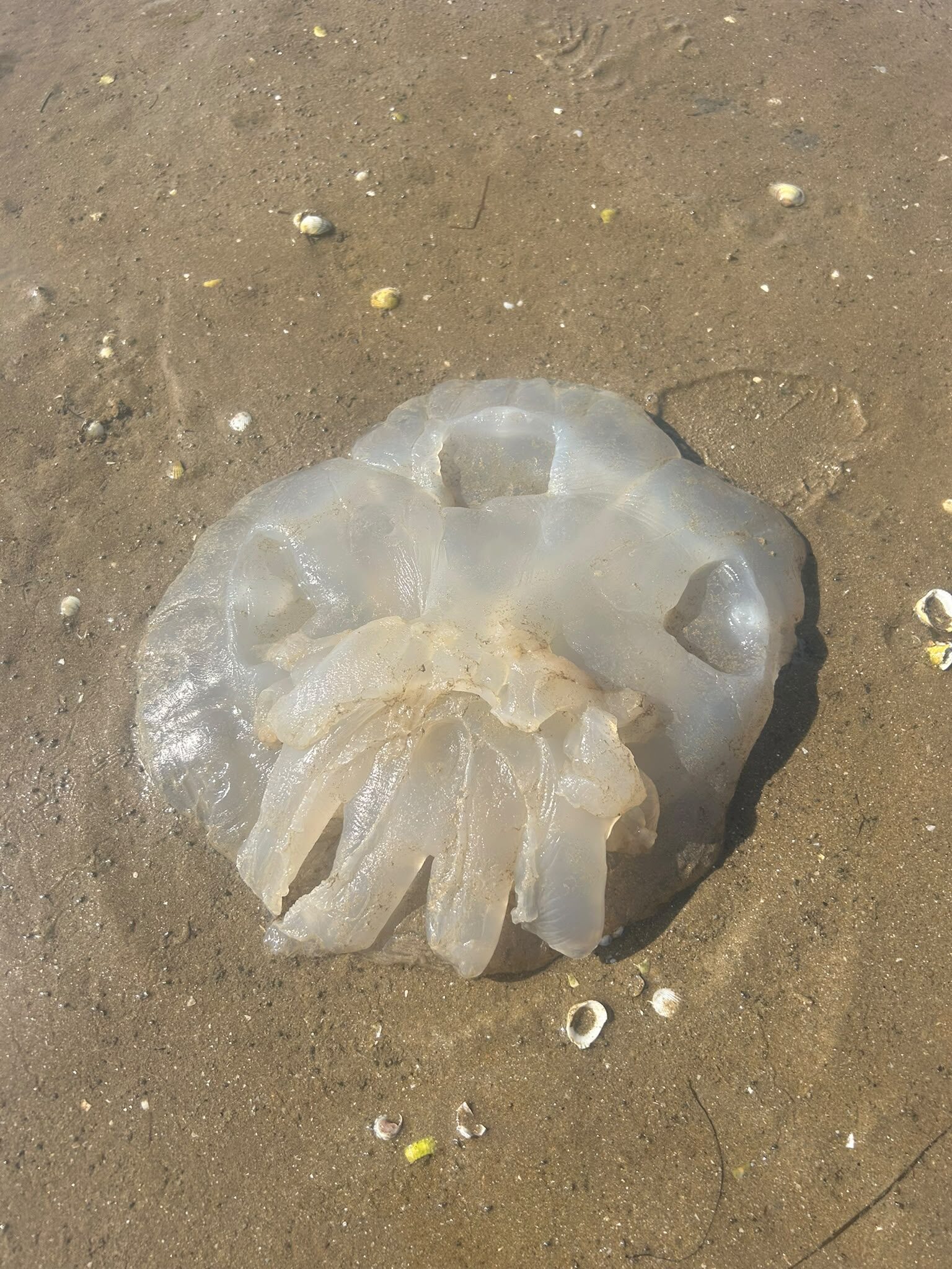 Rhizostoma octopus