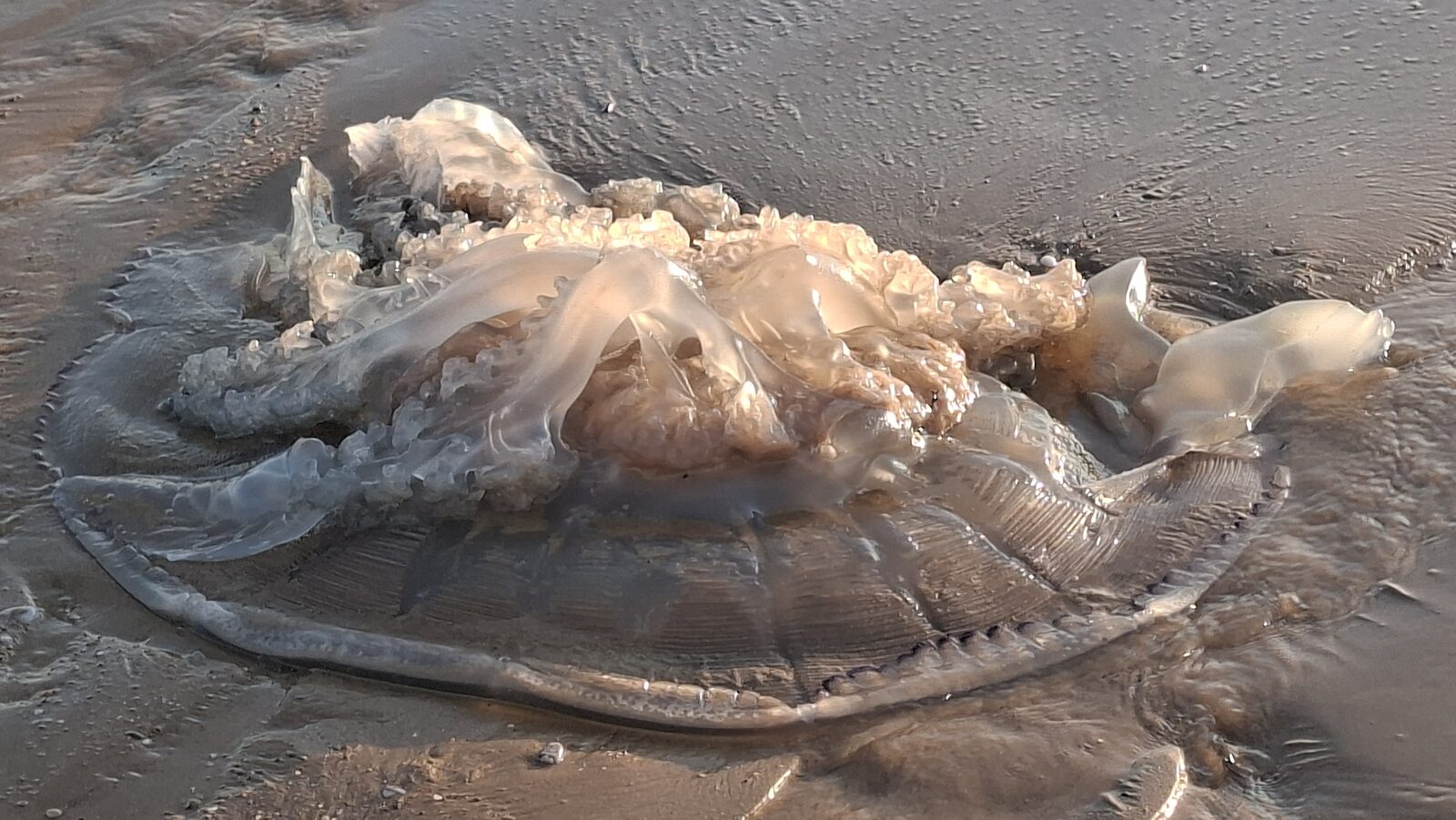 Rhizostoma octopus