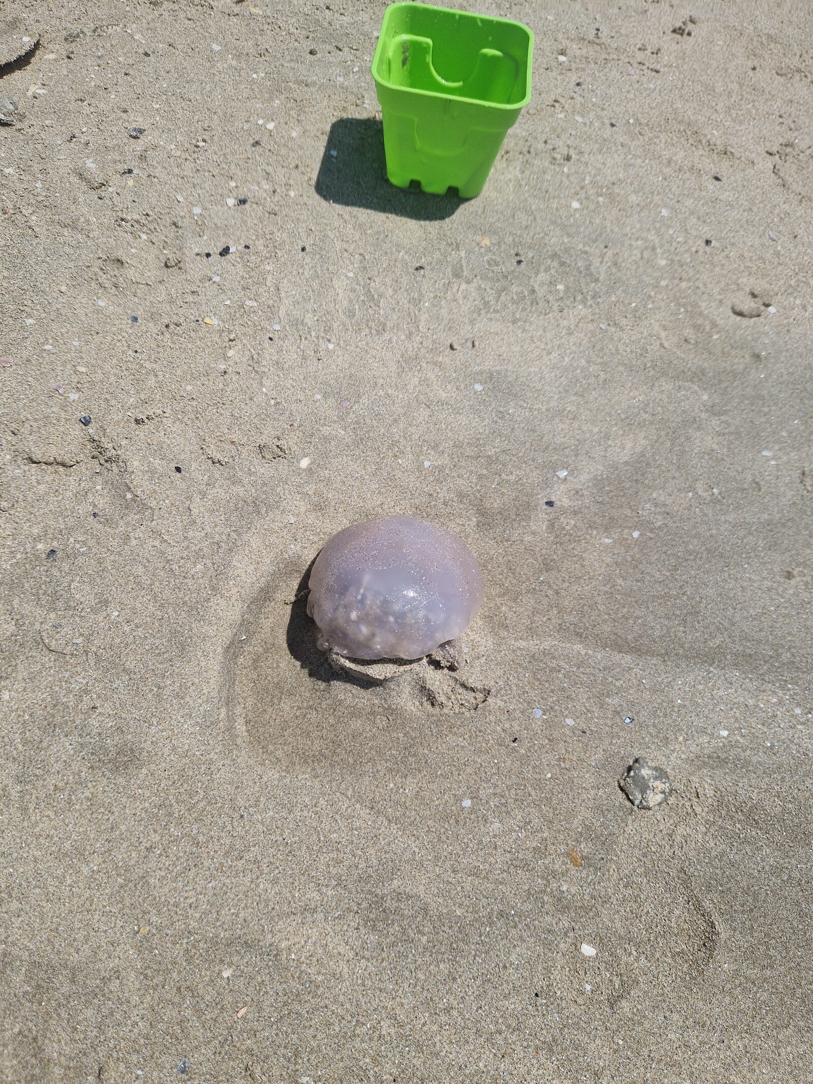 Rhizostoma octopus