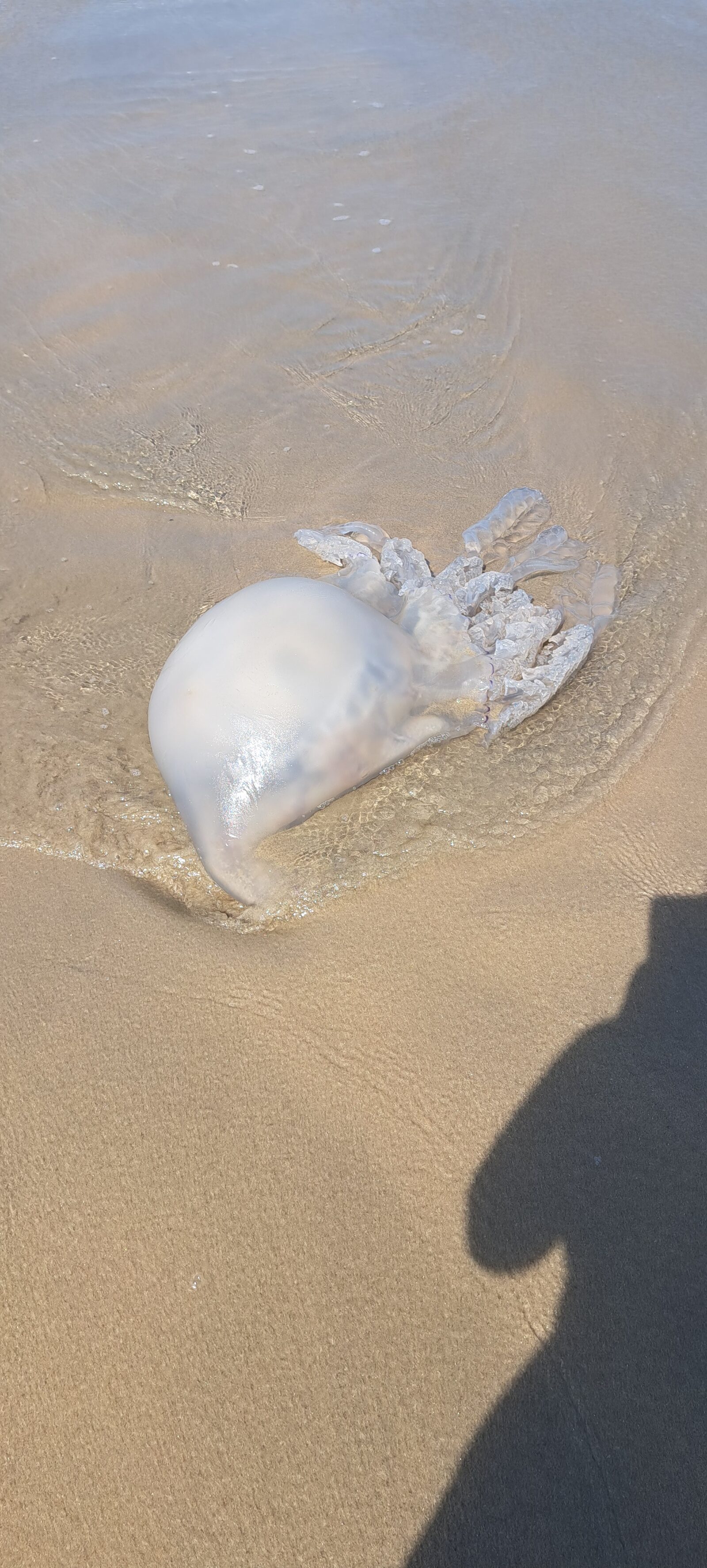 Rhizostoma octopus