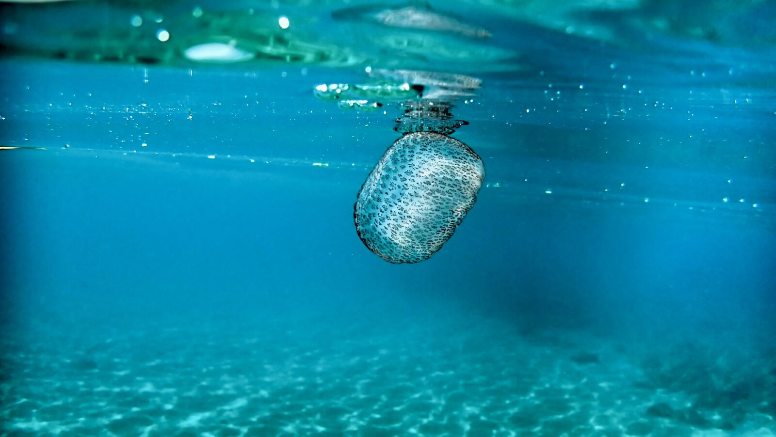 Pelagia Noctiluca