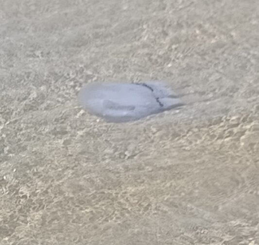 Rhizostoma octopus