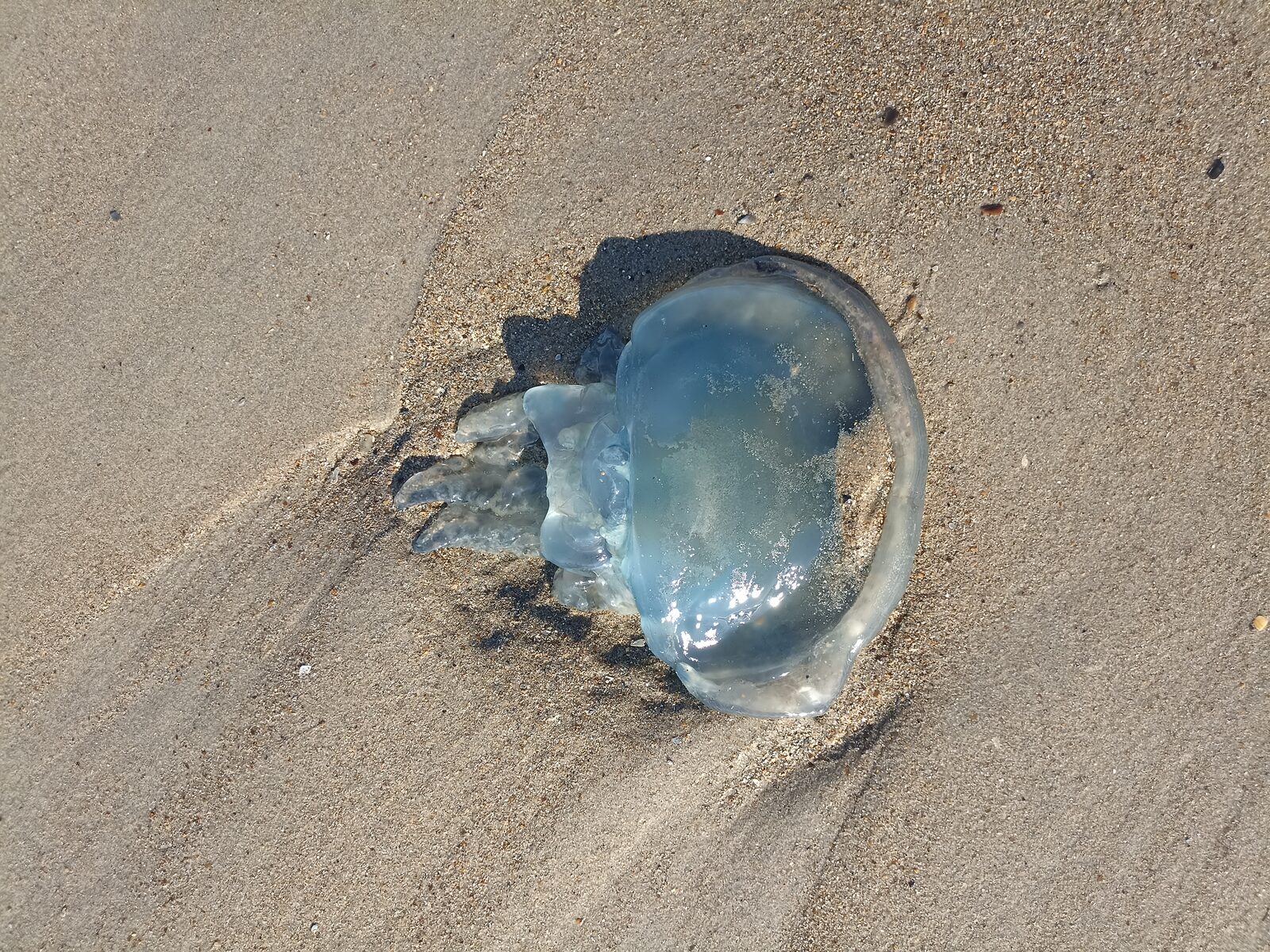 Rhizostoma octopus