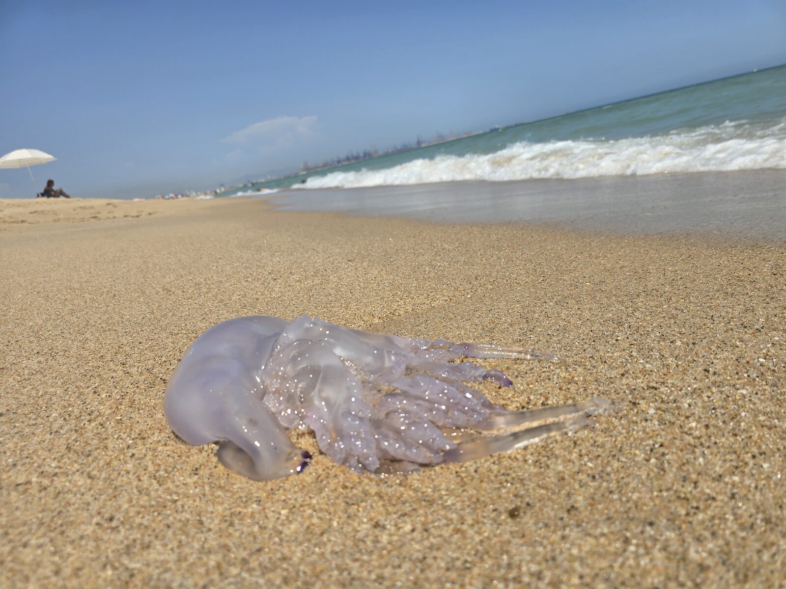 Rhizostoma octopus