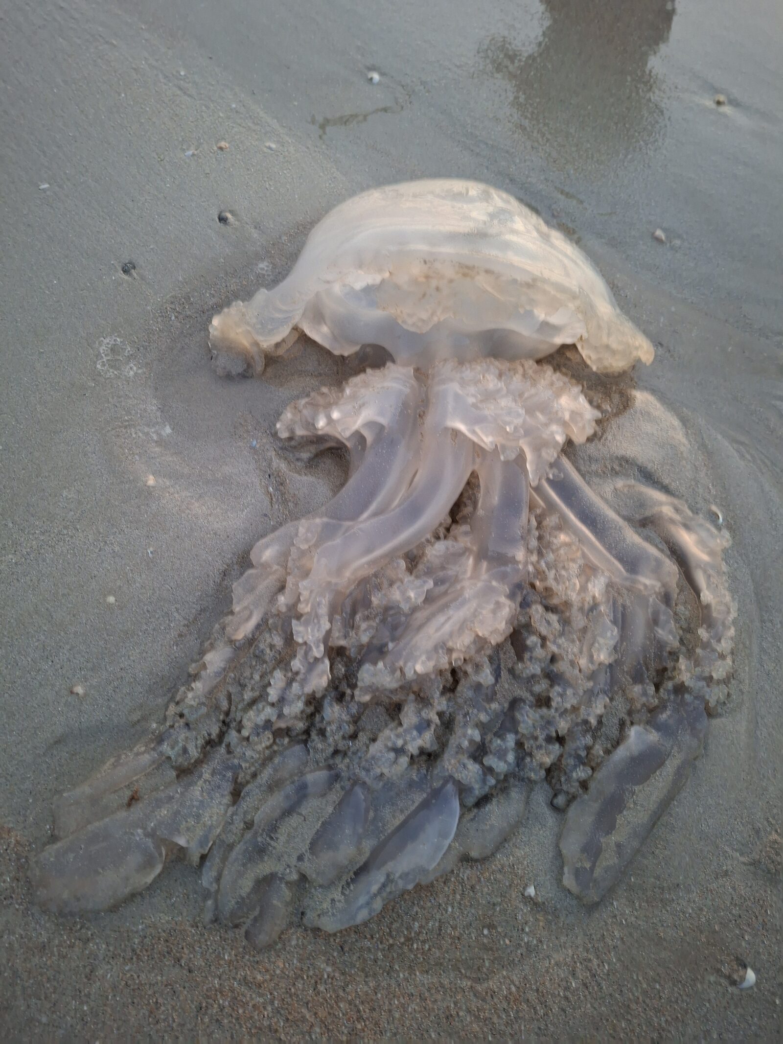 Rhizostoma octopus