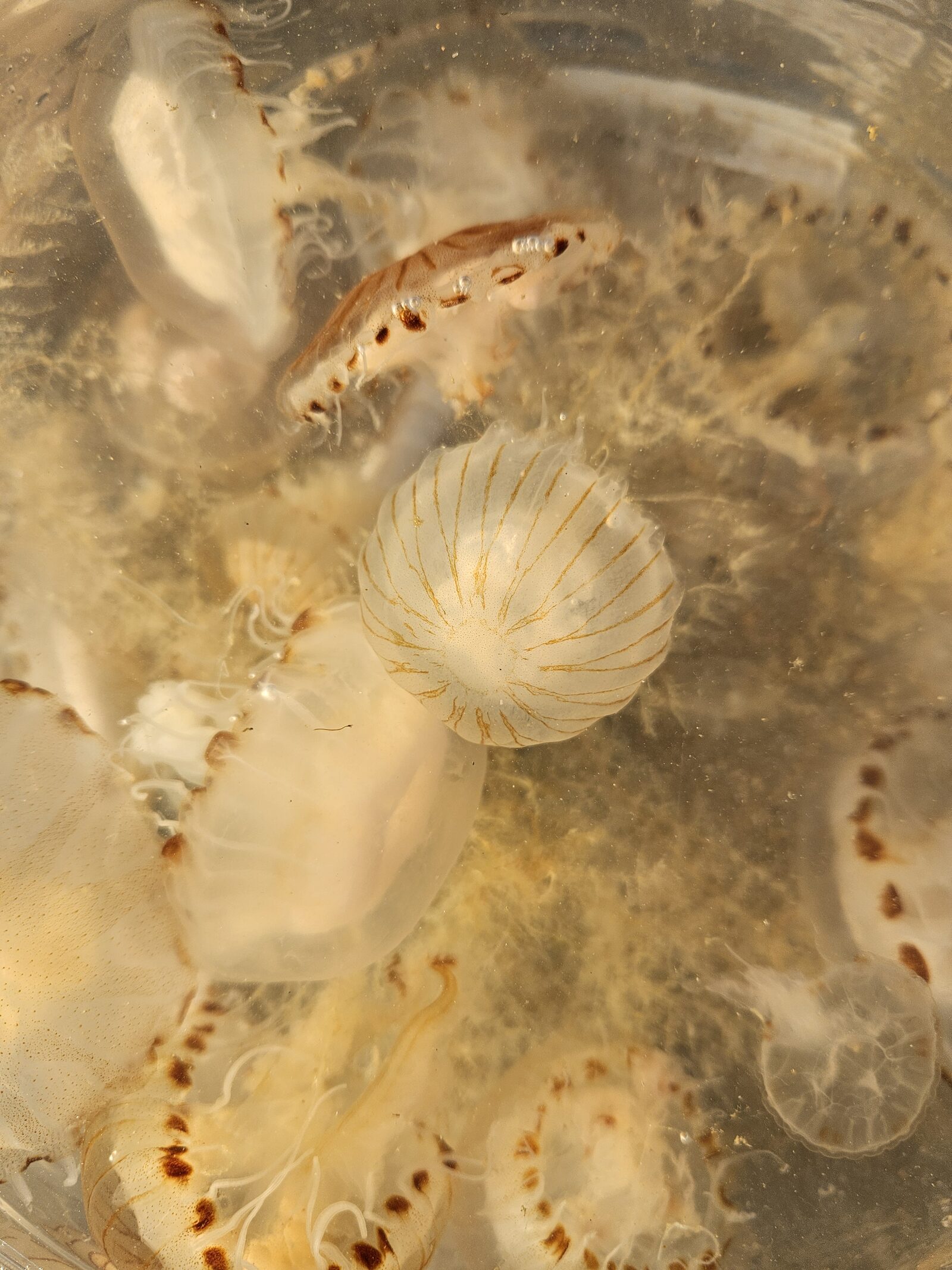 Chrysaora hysoscella
