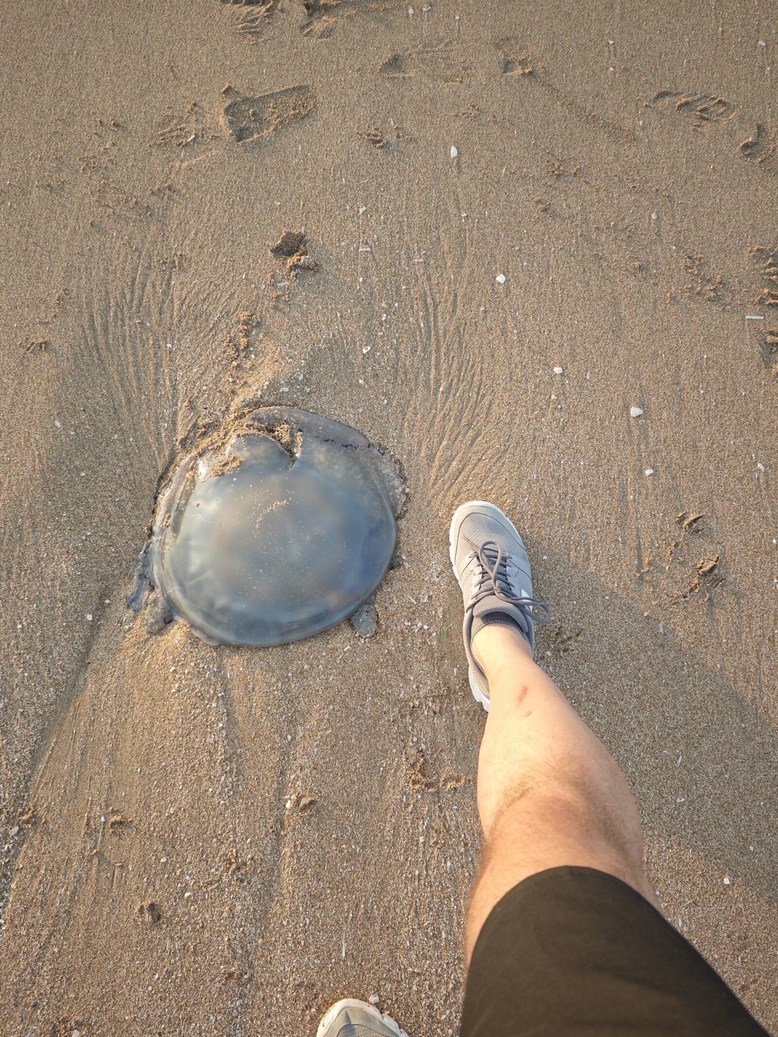 Rhizostoma octopus