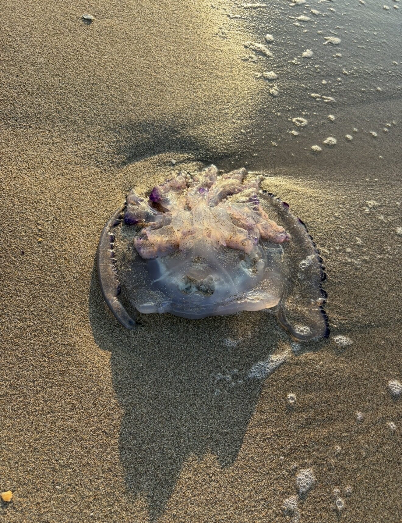 Rhizostoma octopus