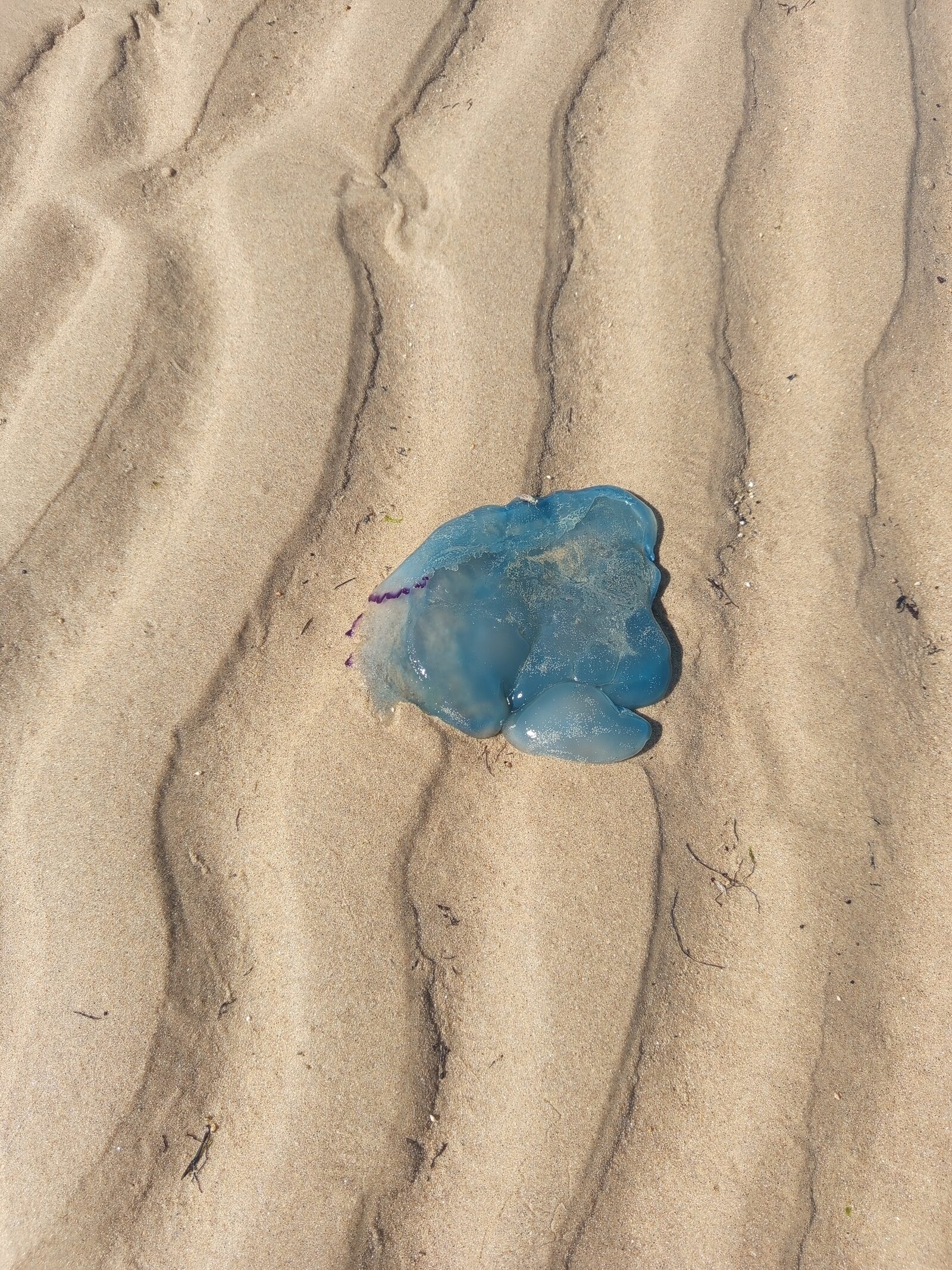 Velella Velella