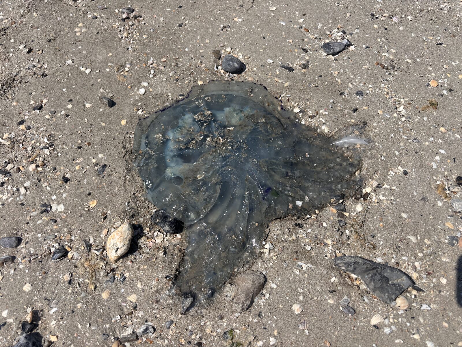 Rhizostoma octopus