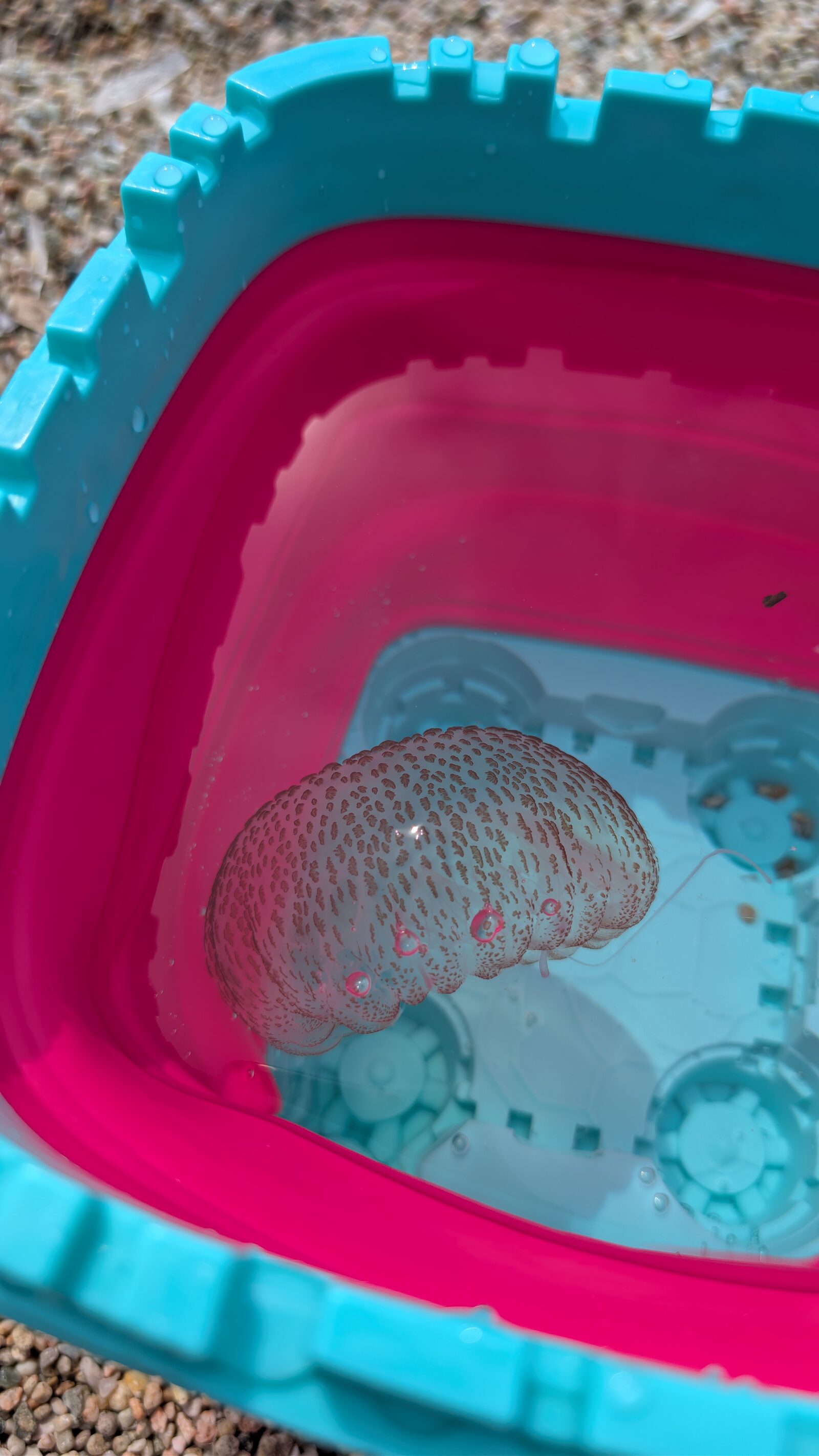 Pelagia Noctiluca