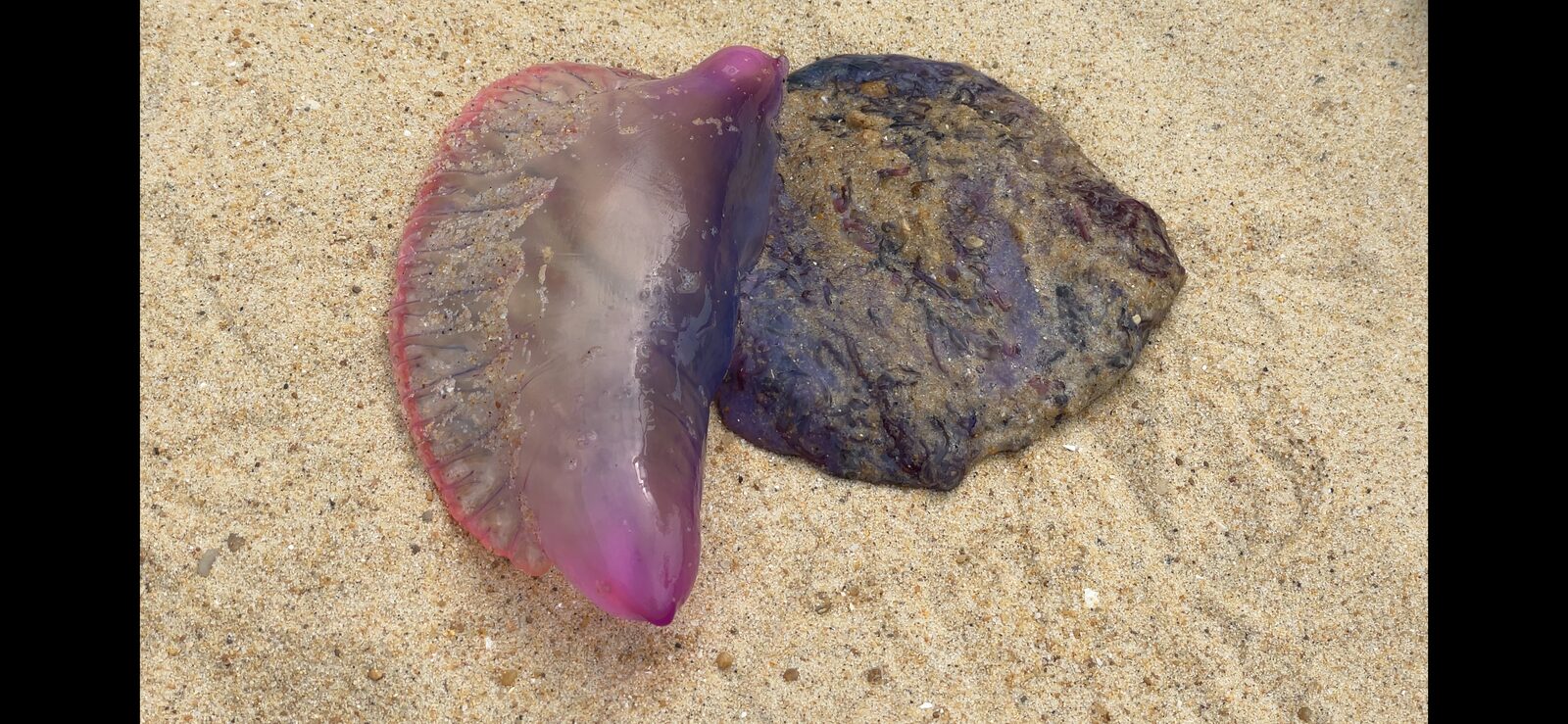 Physalia physalis