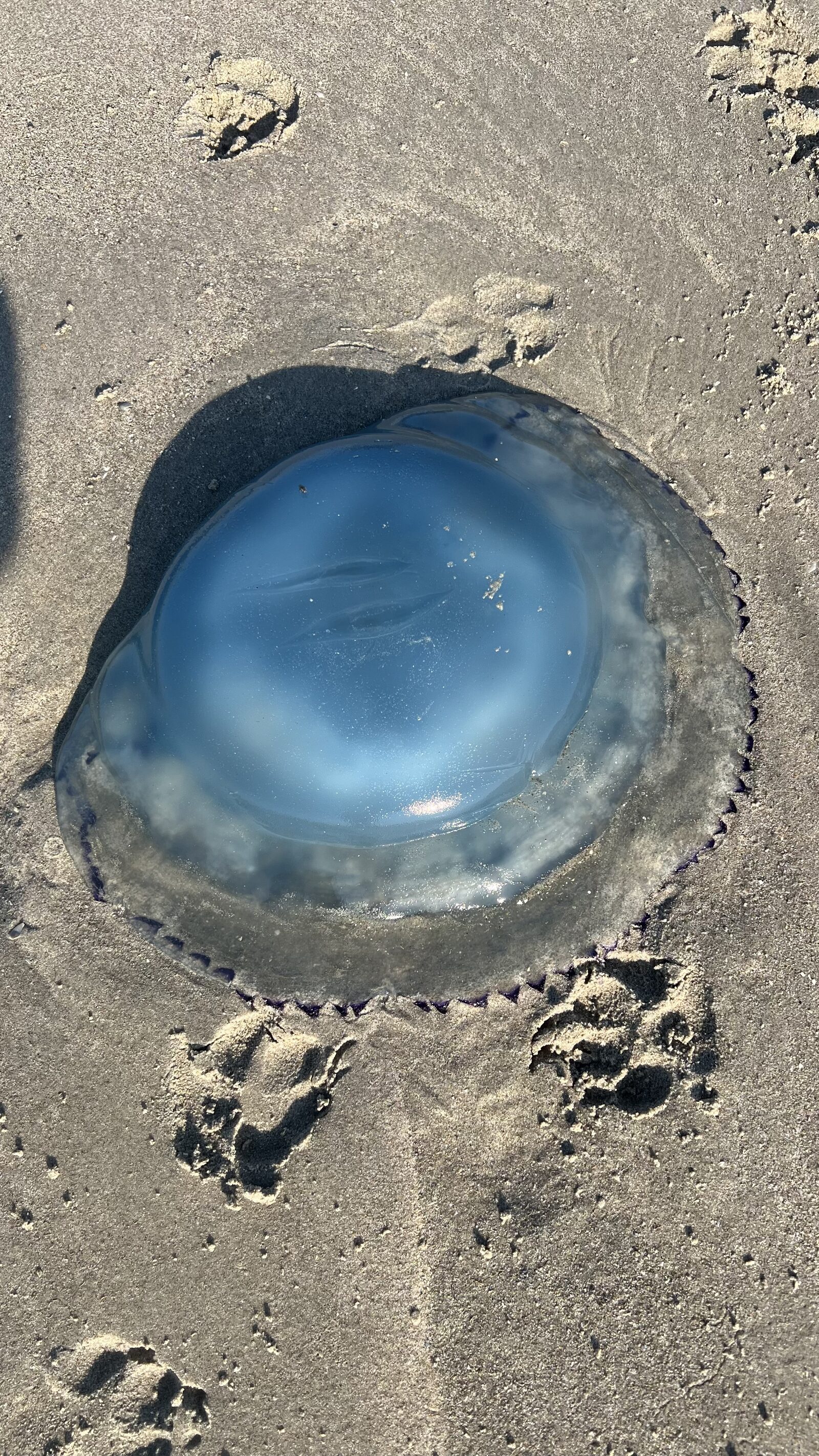 Rhizostoma octopus