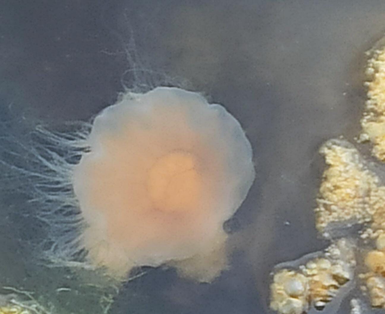 Cyanea capillata