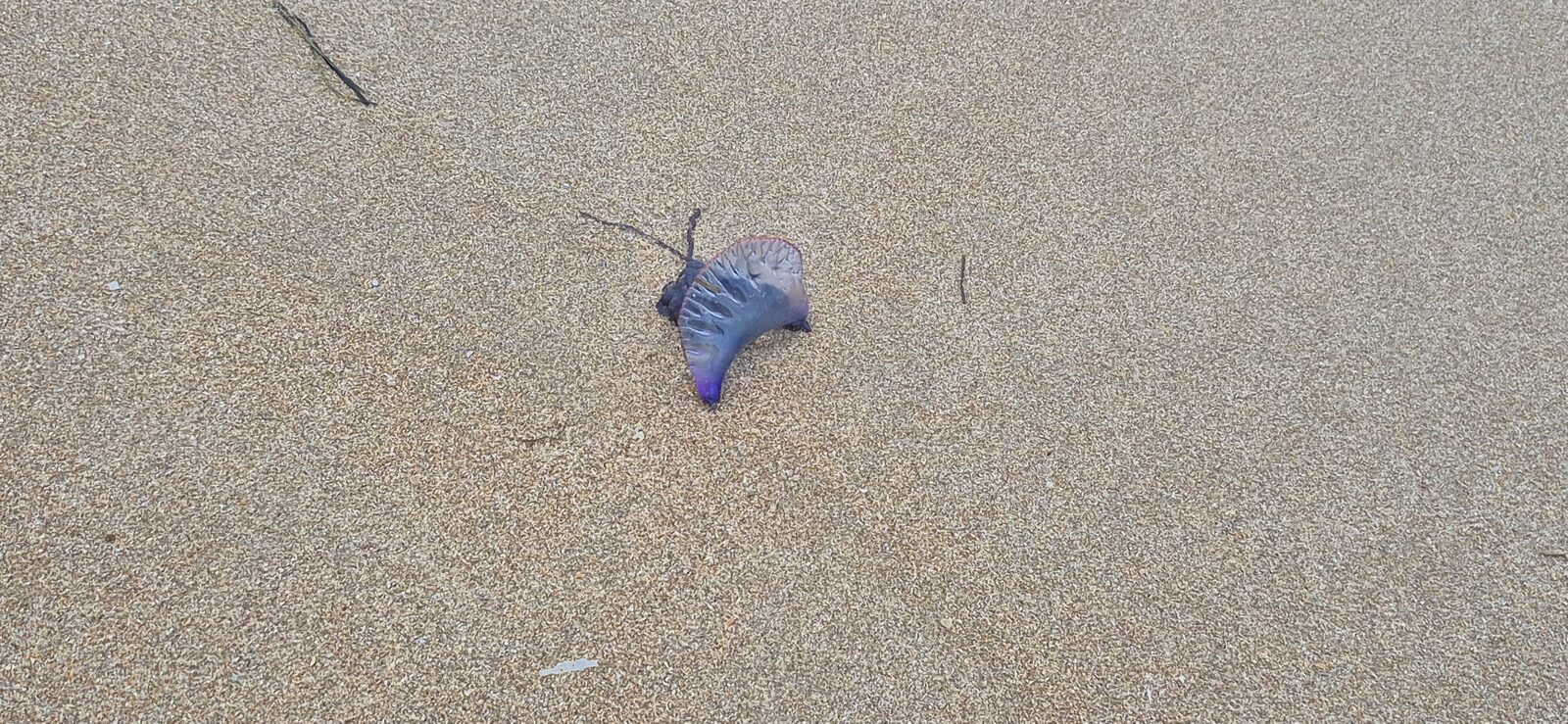 Physalia physalis