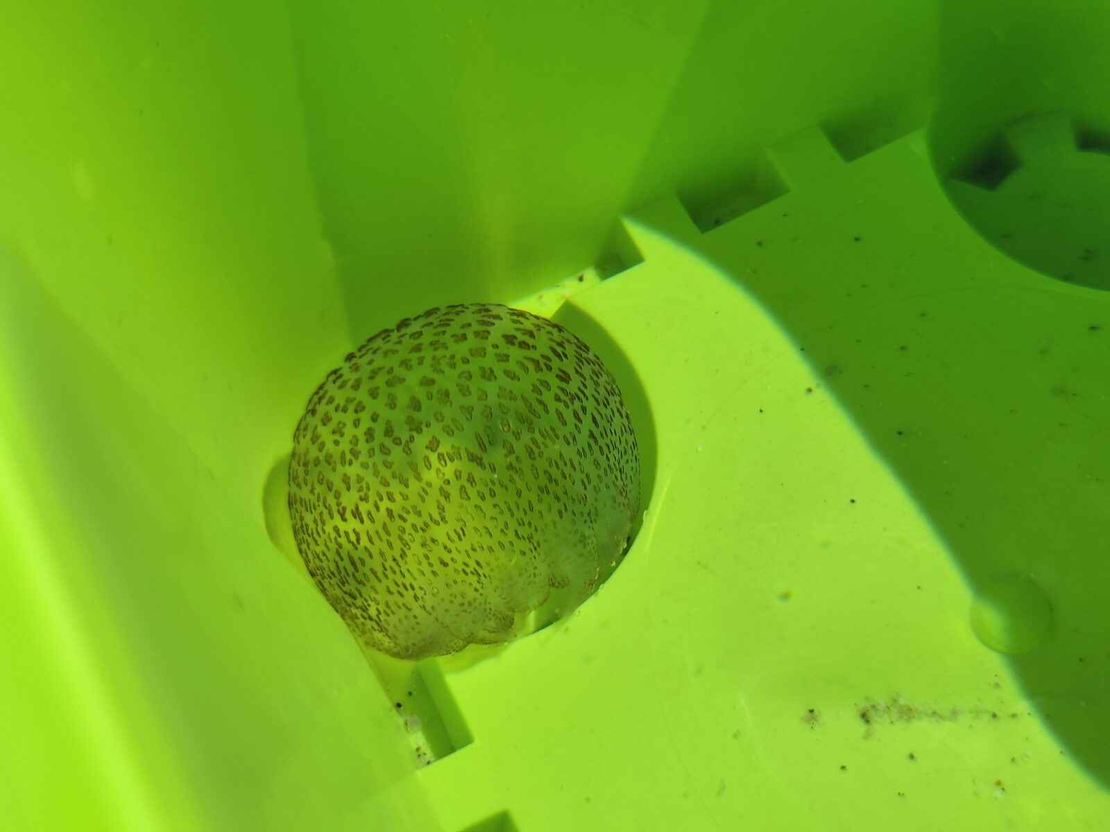 Pelagia Noctiluca