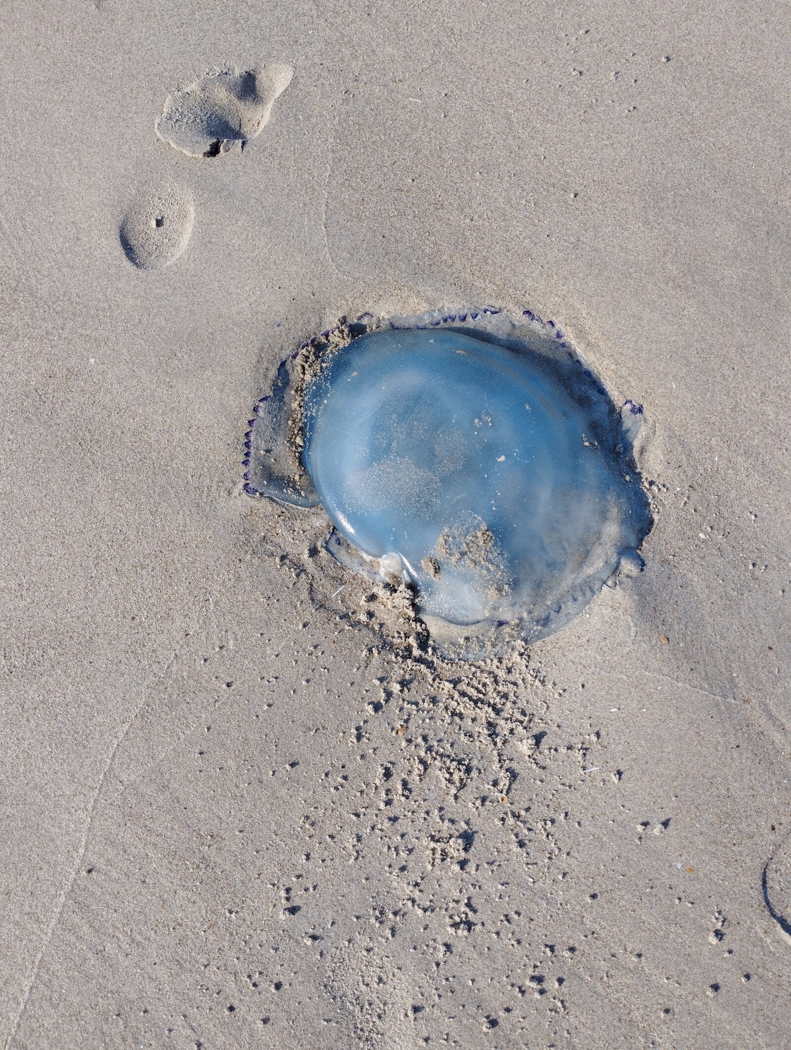 Rhizostoma octopus