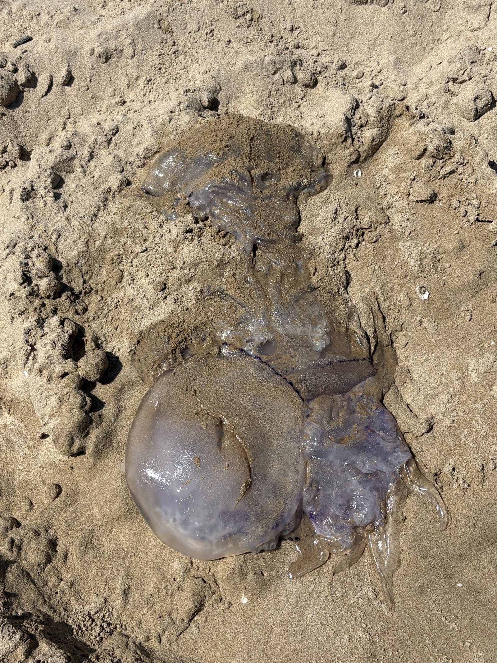 Rhizostoma octopus