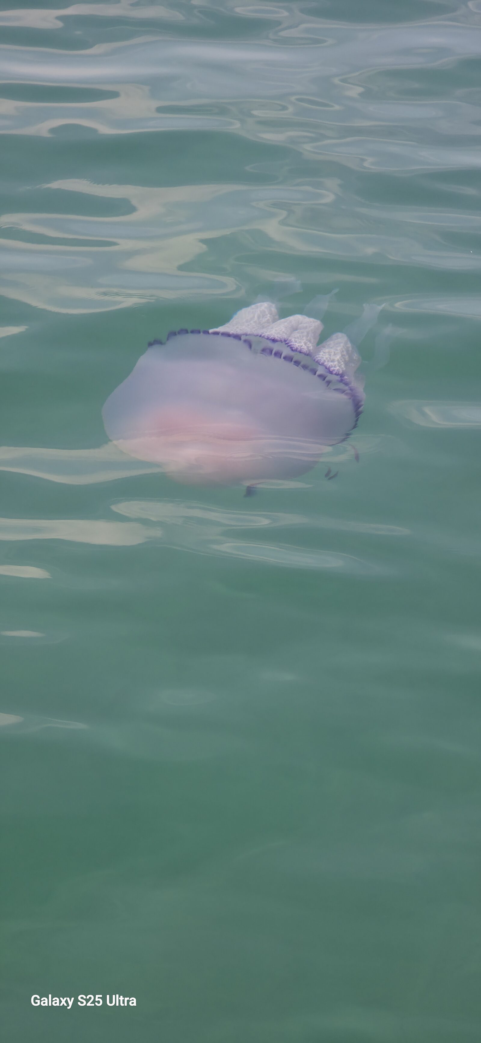 Rhizostoma octopus