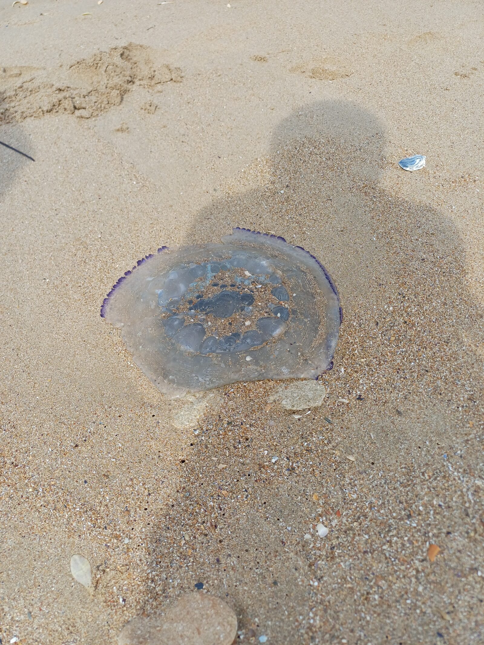 Rhizostoma octopus