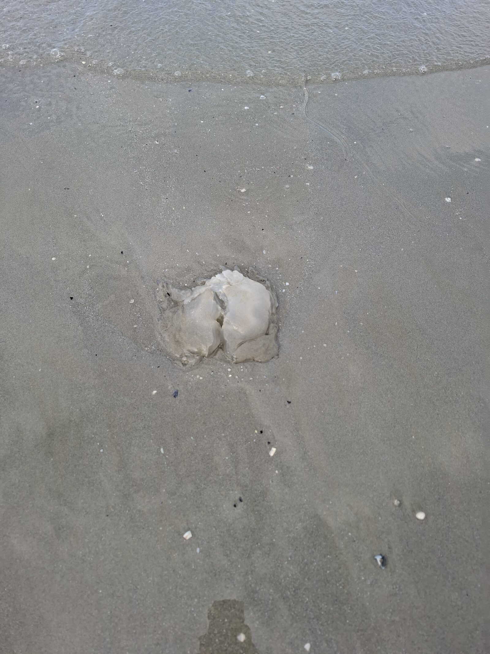 Rhizostoma octopus