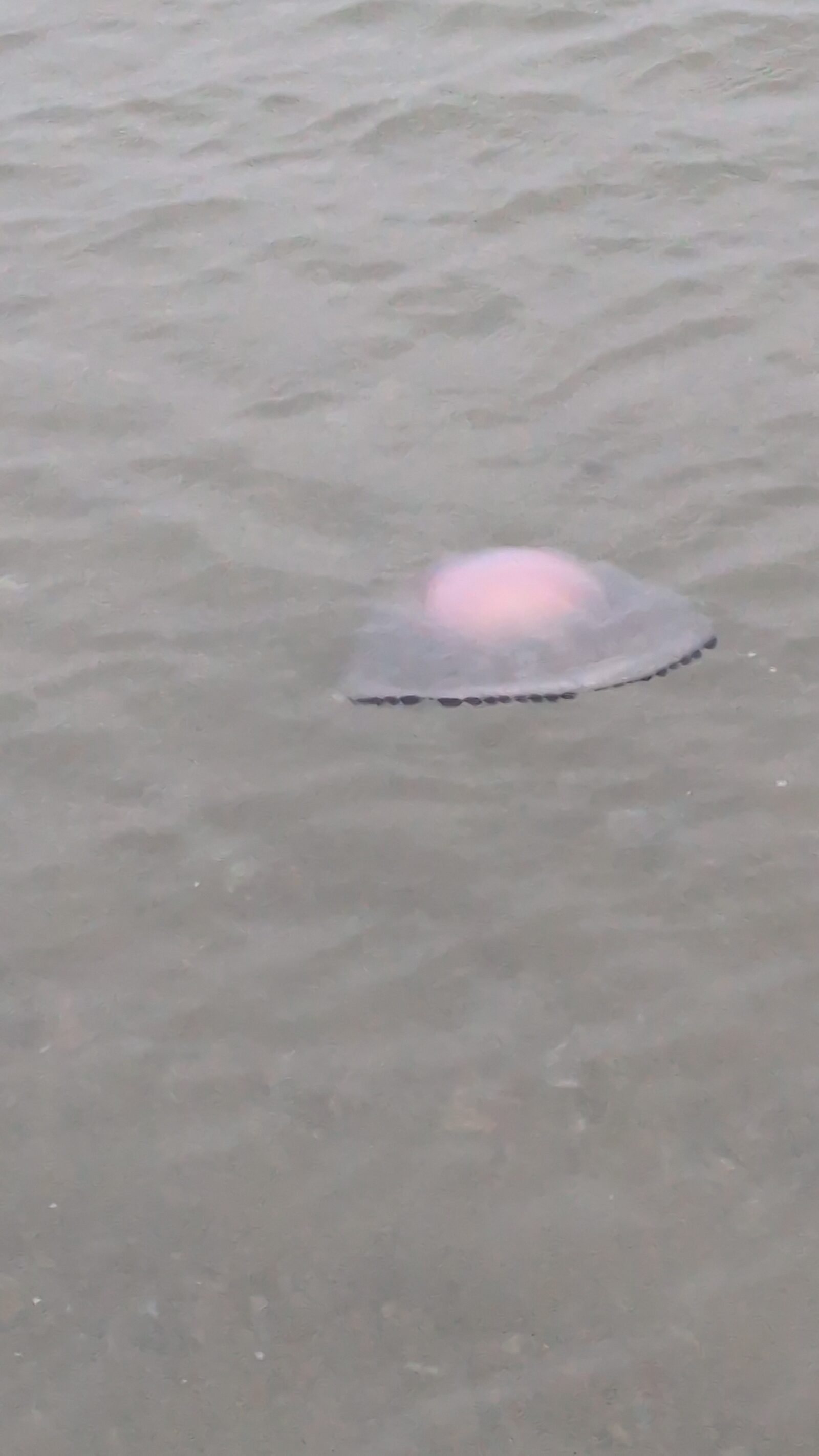 Rhizostoma octopus