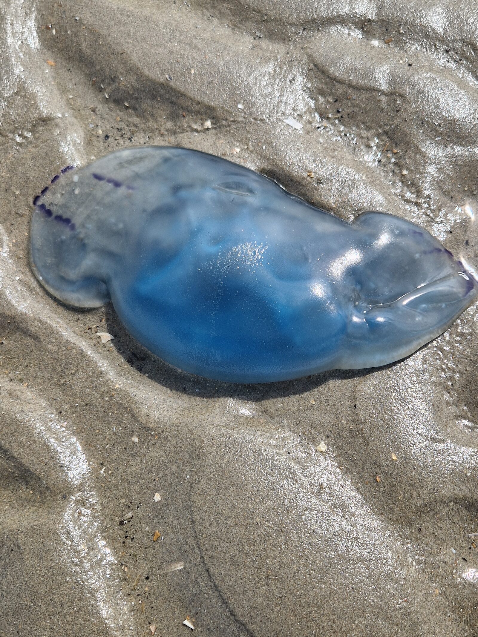 Rhizostoma octopus