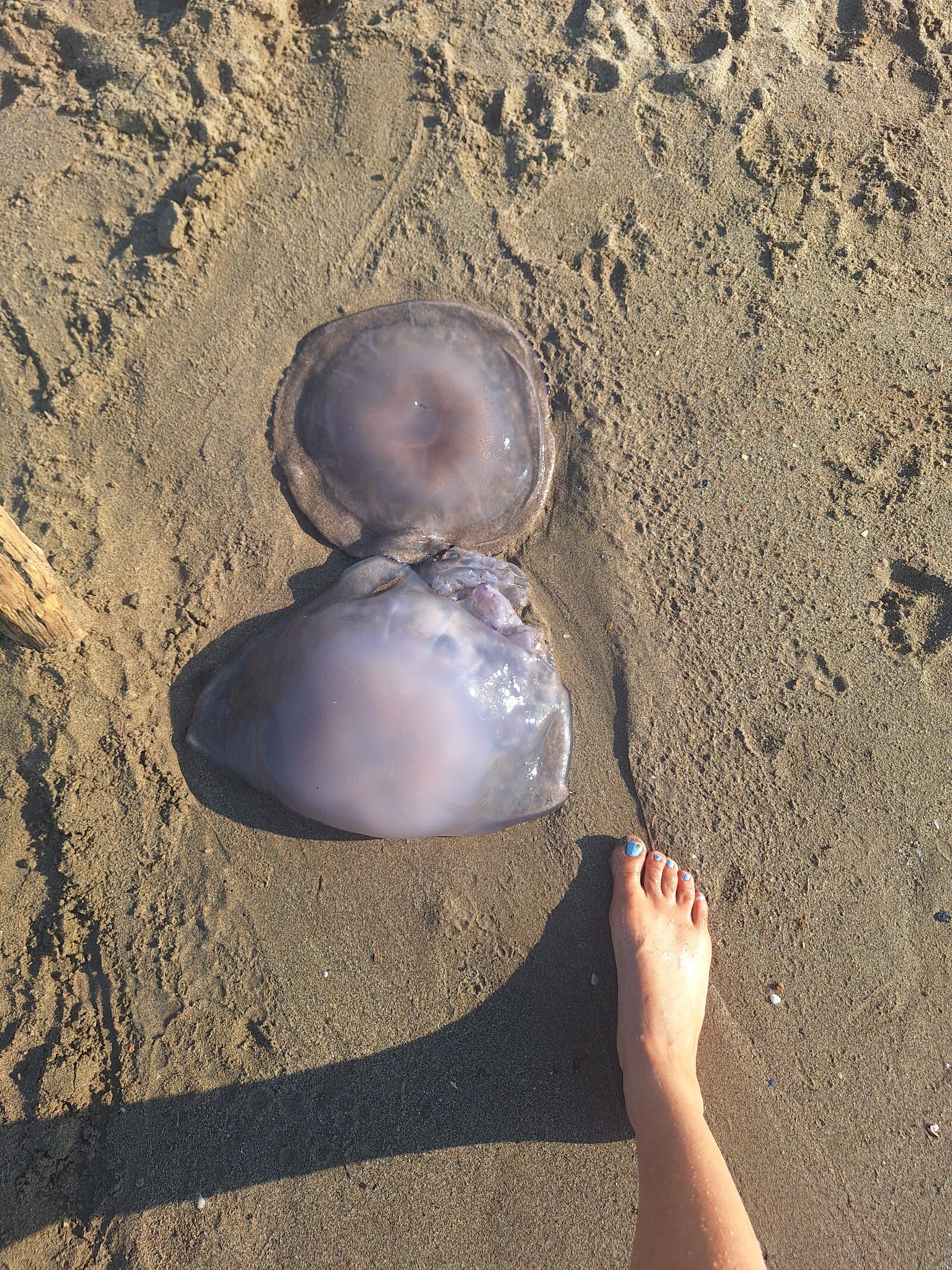 Rhizostoma octopus