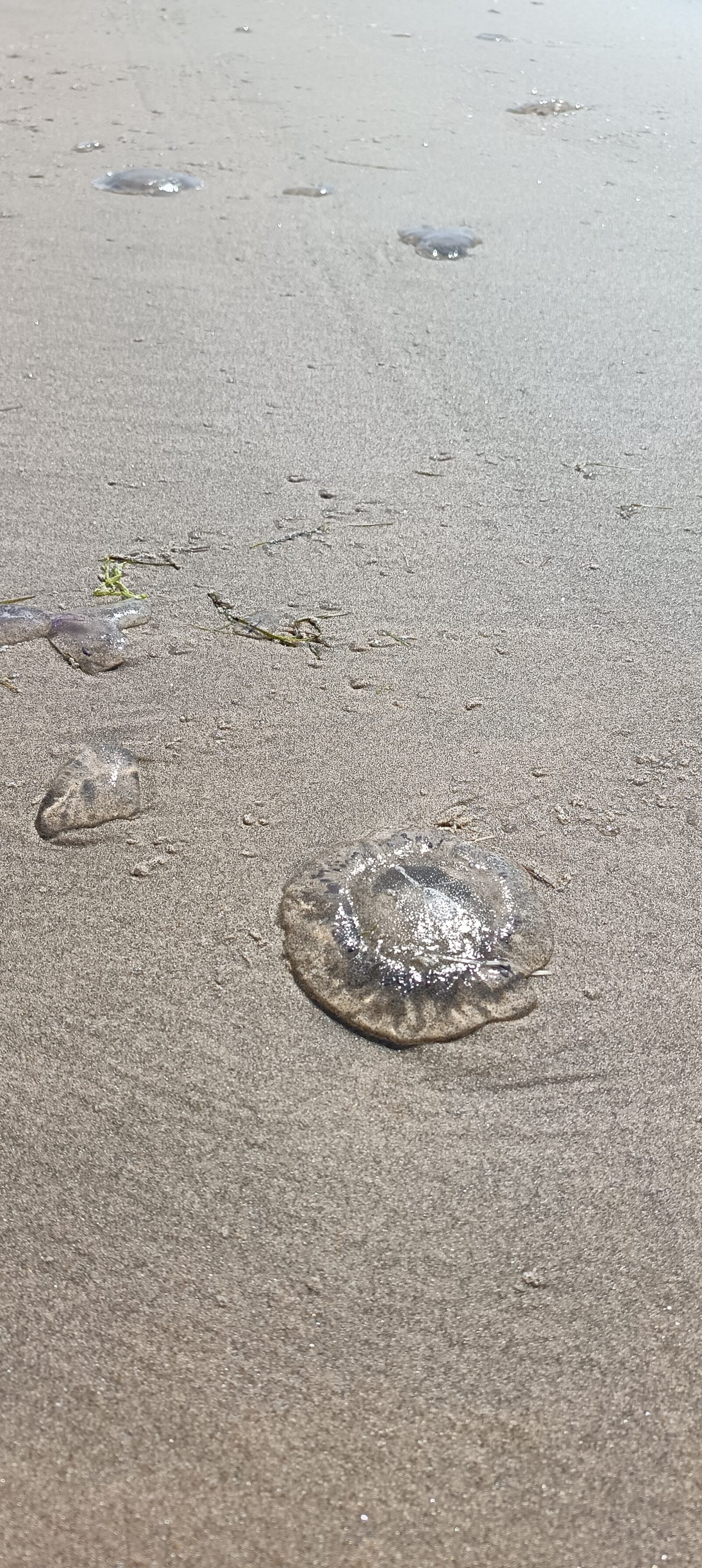 Rhizostoma octopus